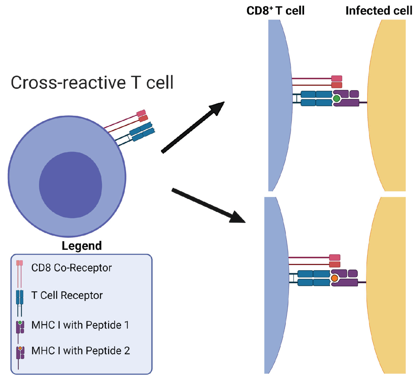 Viruses 13 01786 g001 Viruses 13 01786 g001