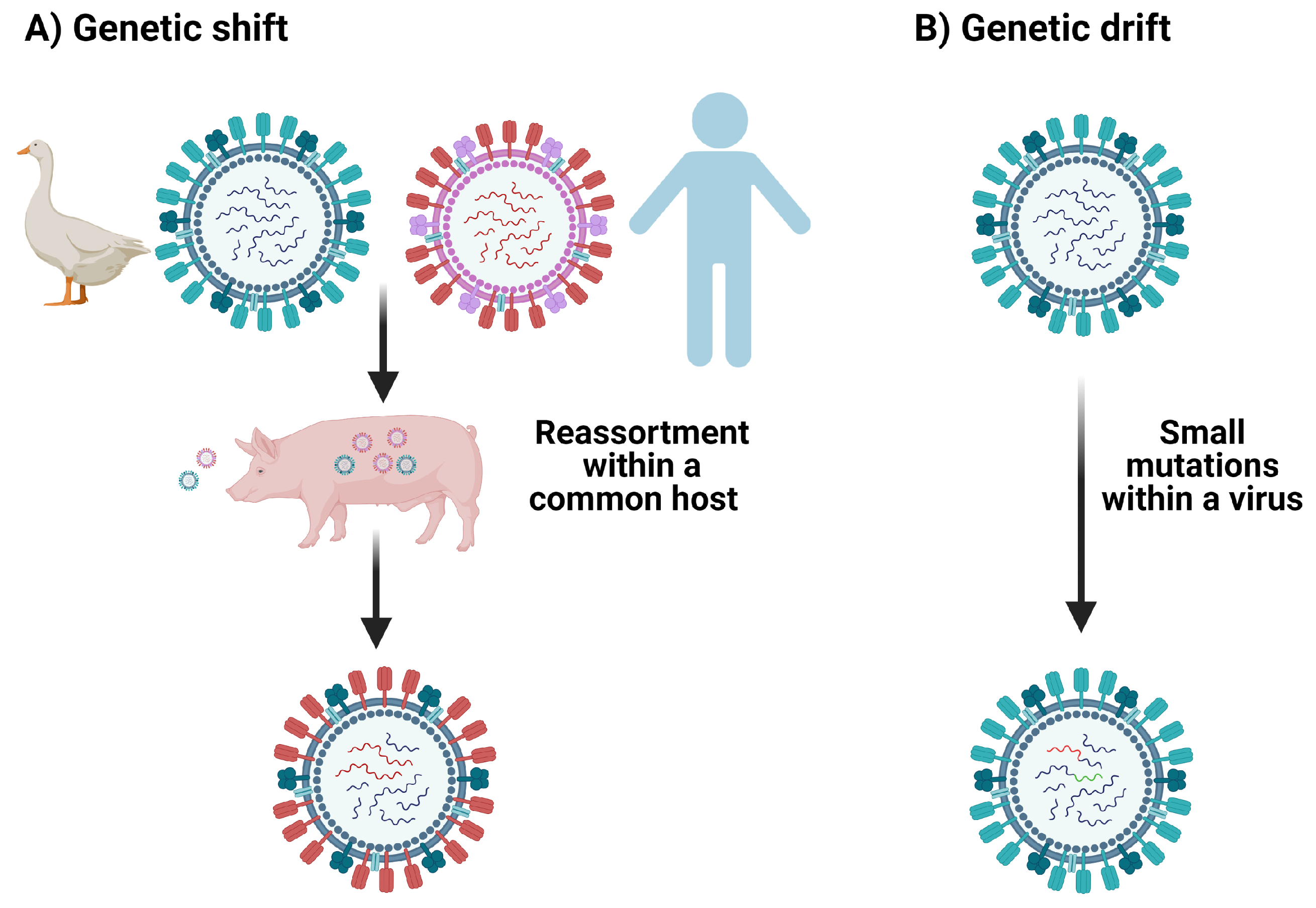 Viruses 13 01786 g004 Viruses 13 01786 g004