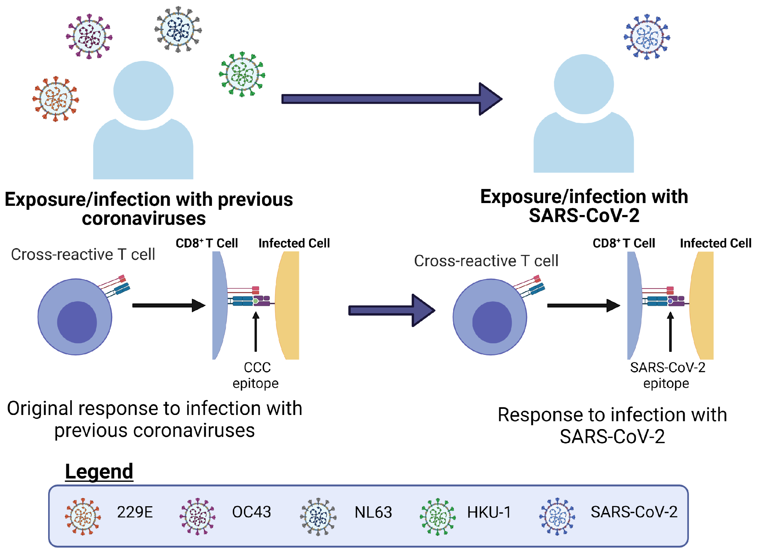 Viruses 13 01786 g005 Viruses 13 01786 g005