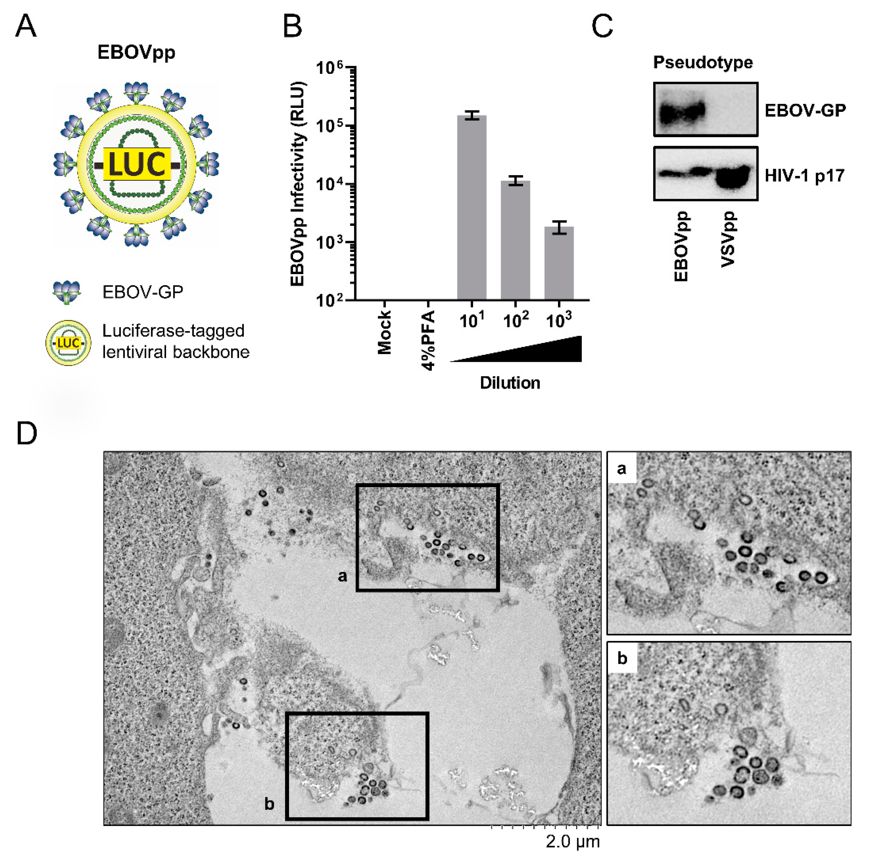 Viruses 13 01793 g001