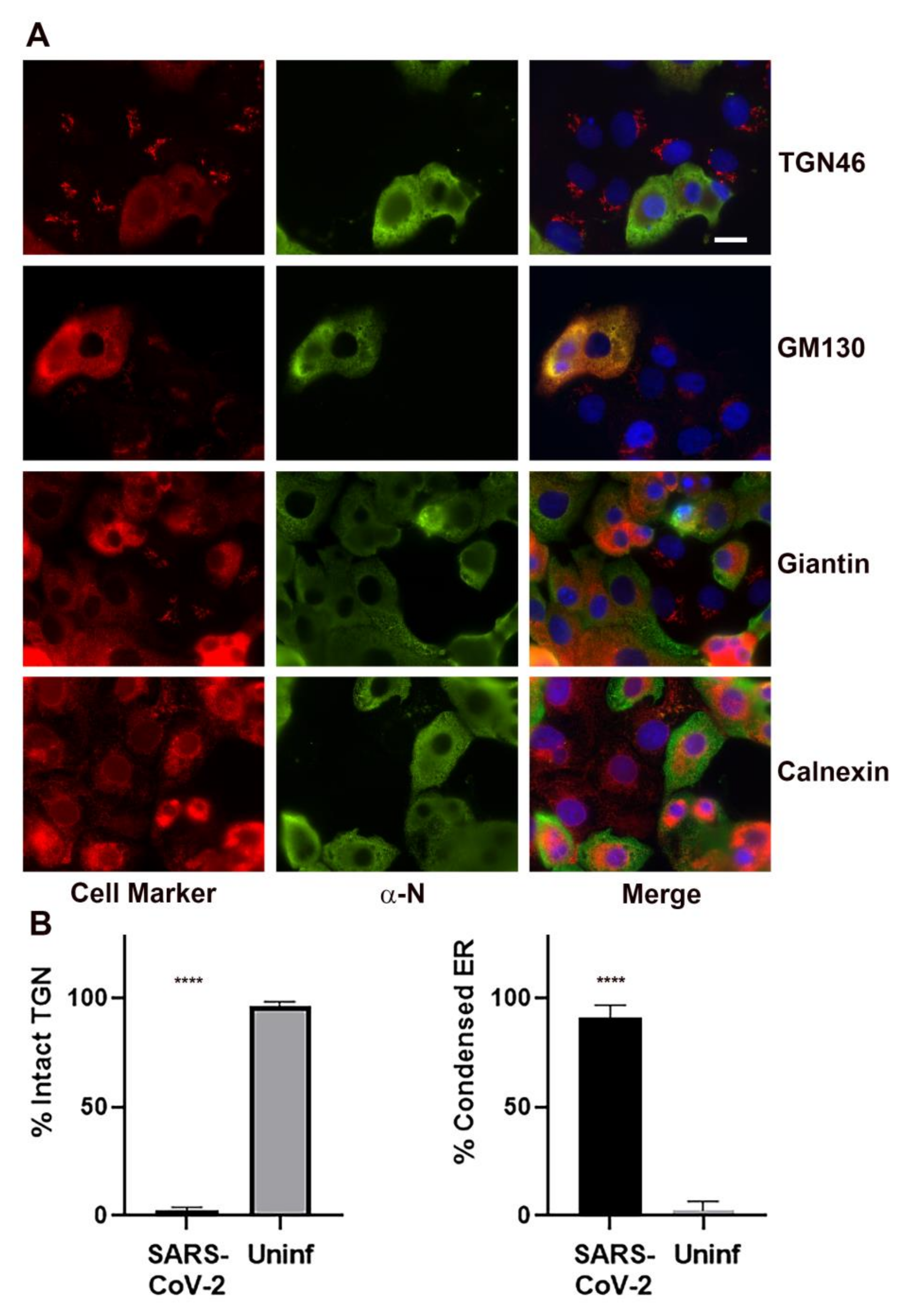 Viruses 13 01798 g005