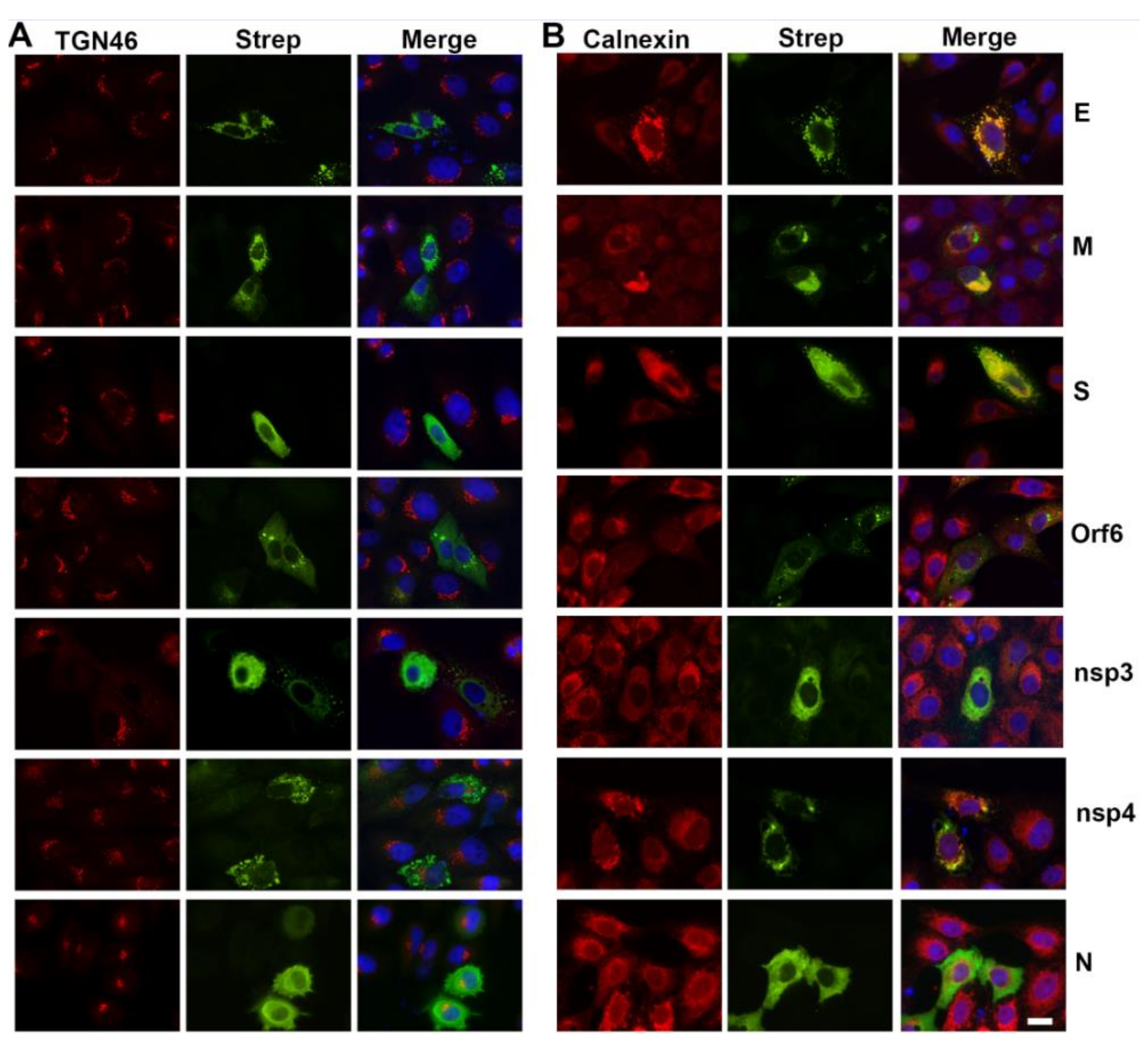 Viruses 13 01798 g009