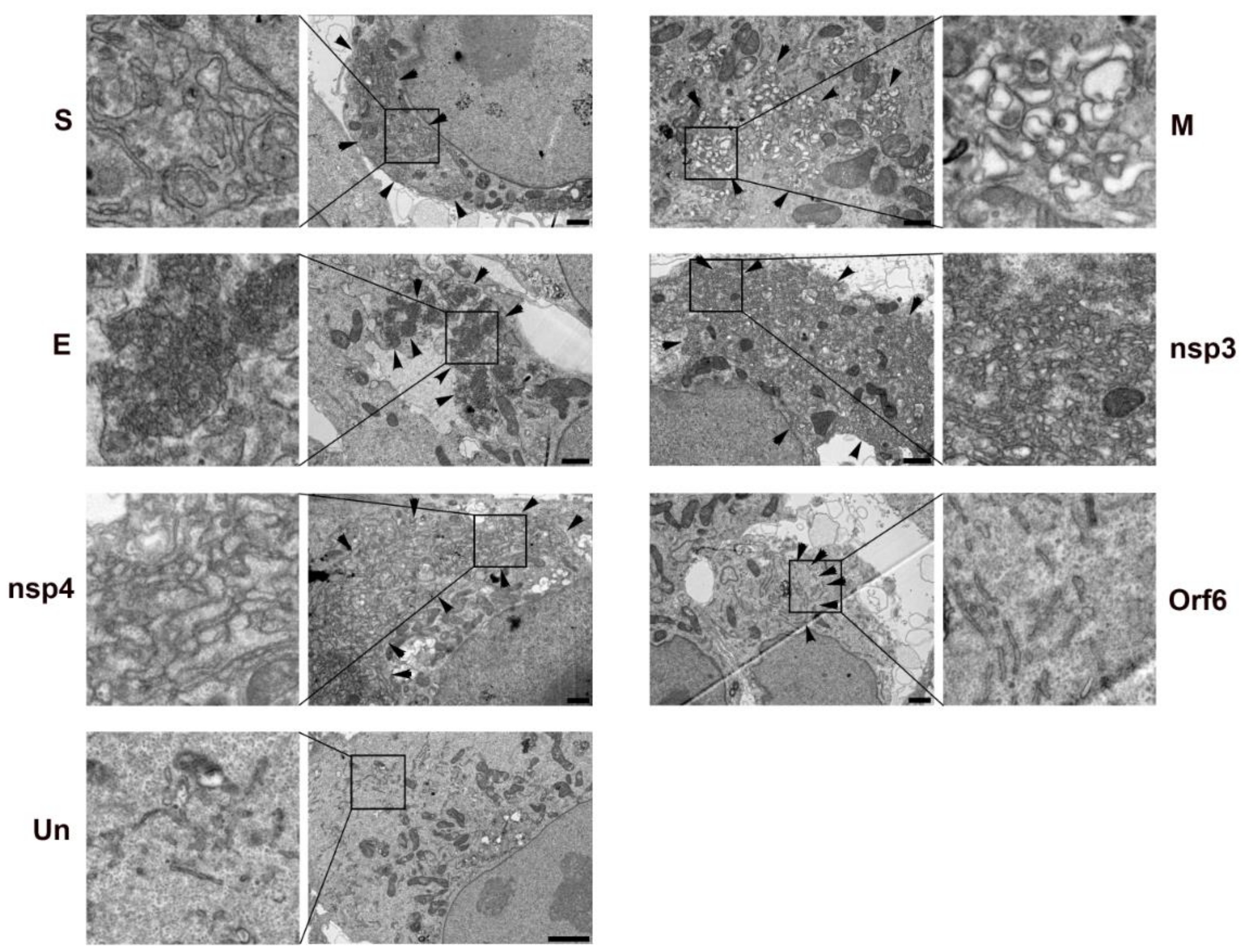 Viruses 13 01798 g010