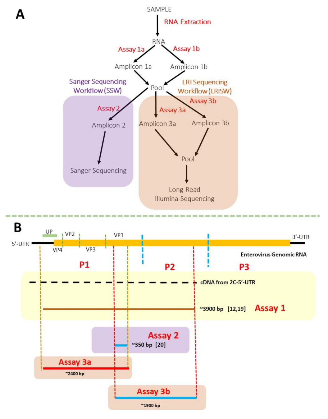Viruses 13 01803 g001