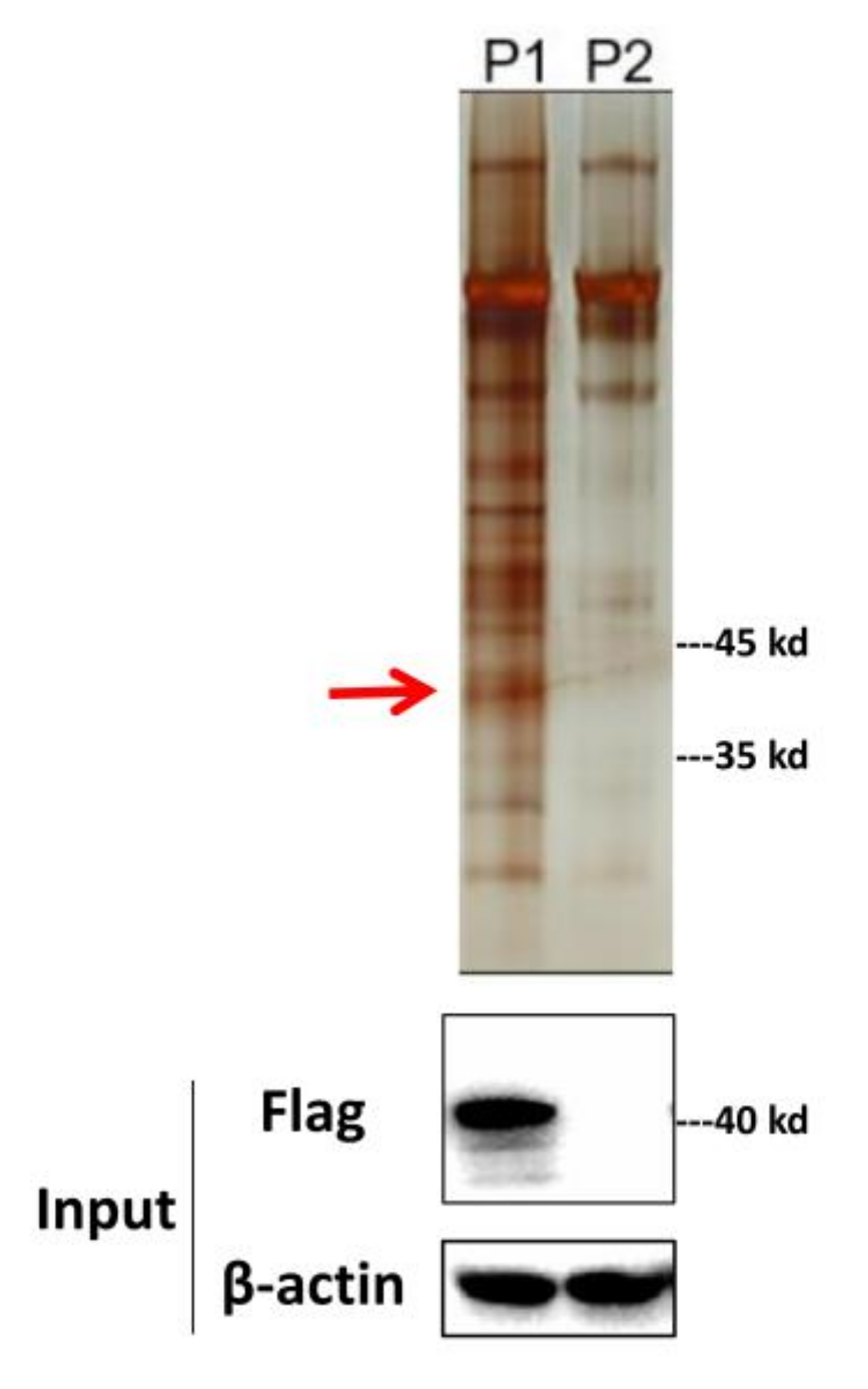 Viruses 13 01804 g001