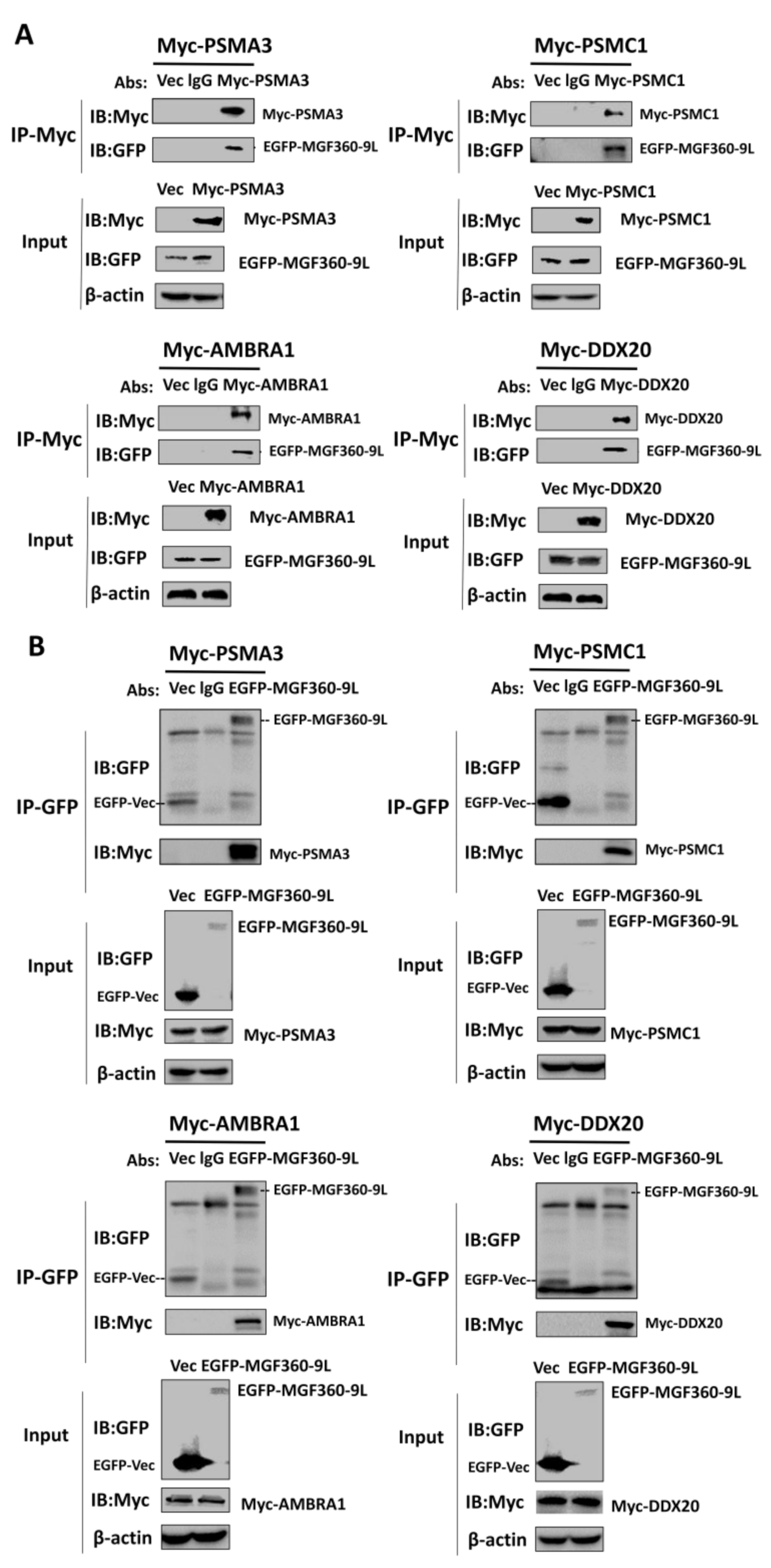 Viruses 13 01804 g005