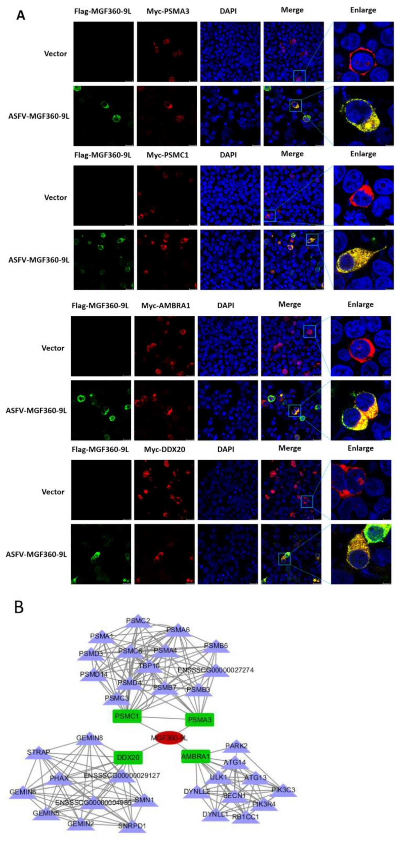 Viruses 13 01804 g006