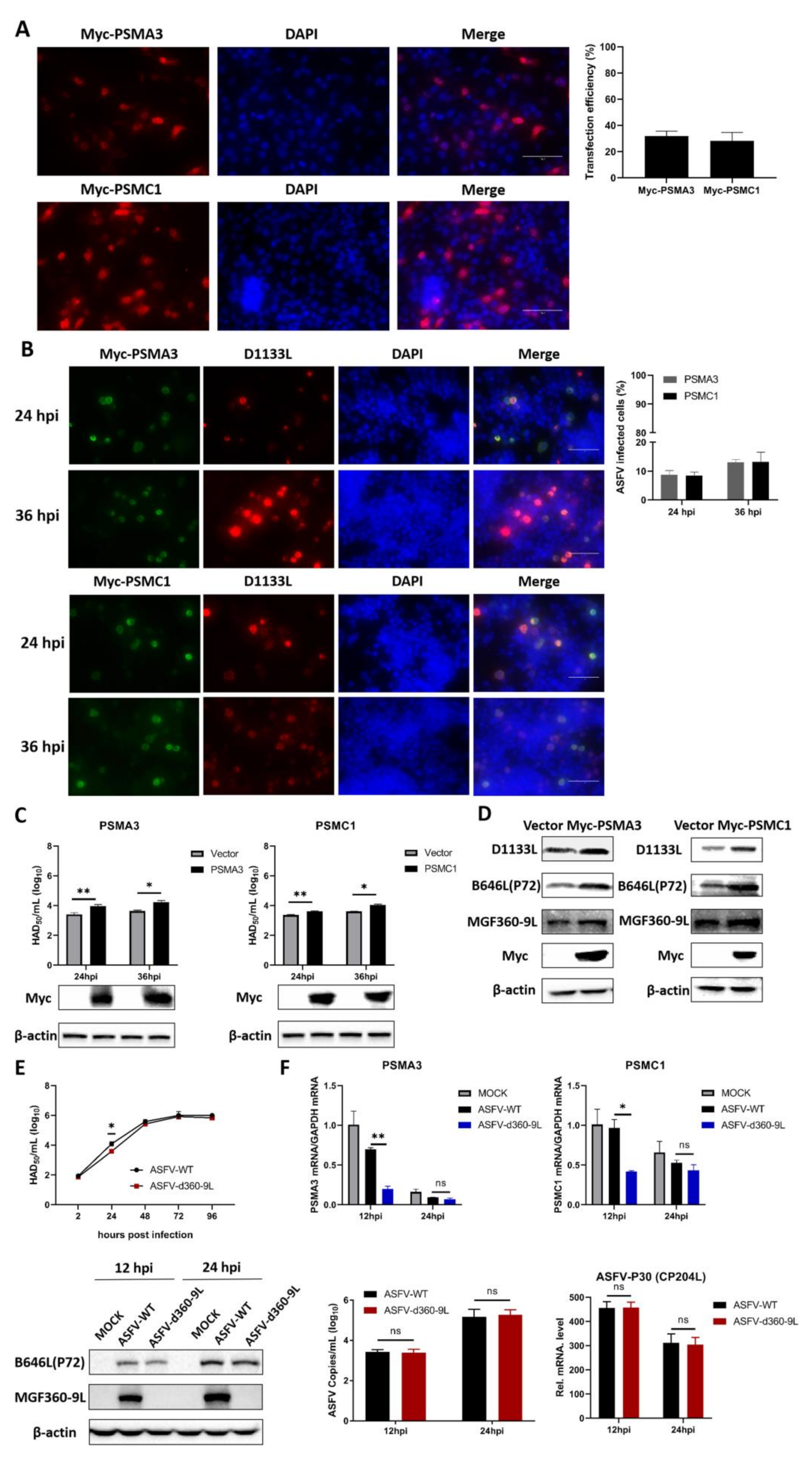 Viruses 13 01804 g007