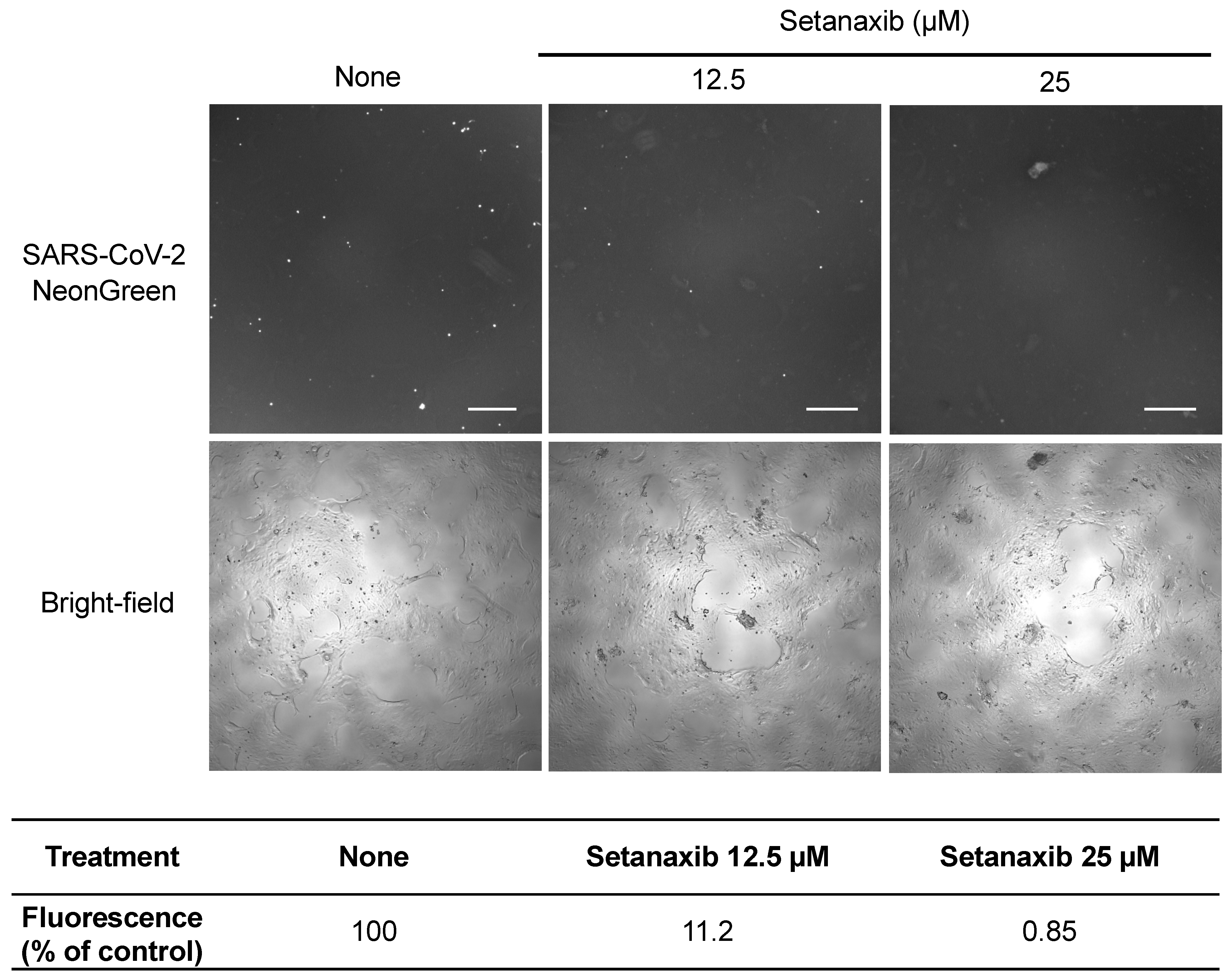 Viruses 13 01814 g006