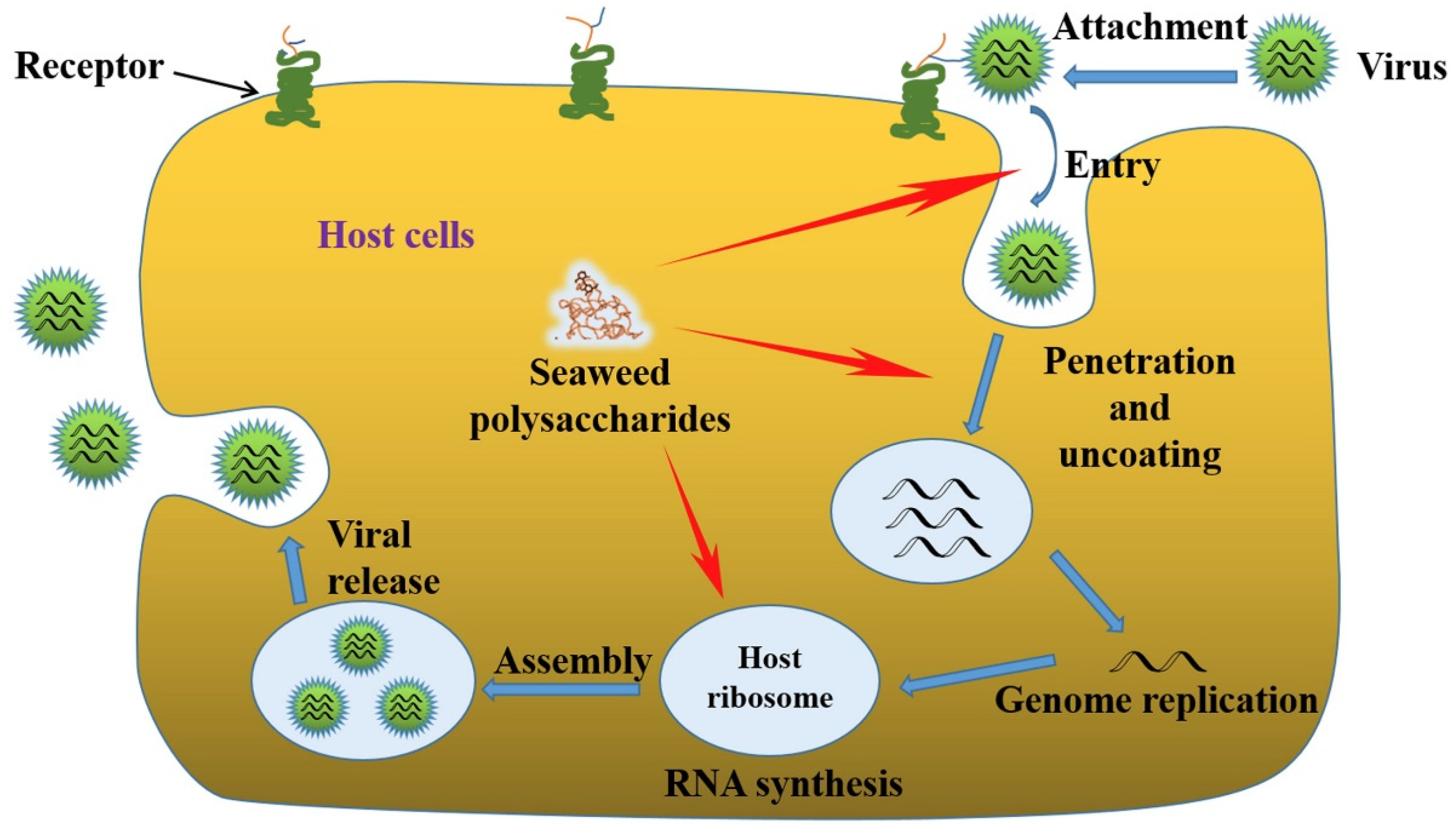Viruses 13 01817 g001