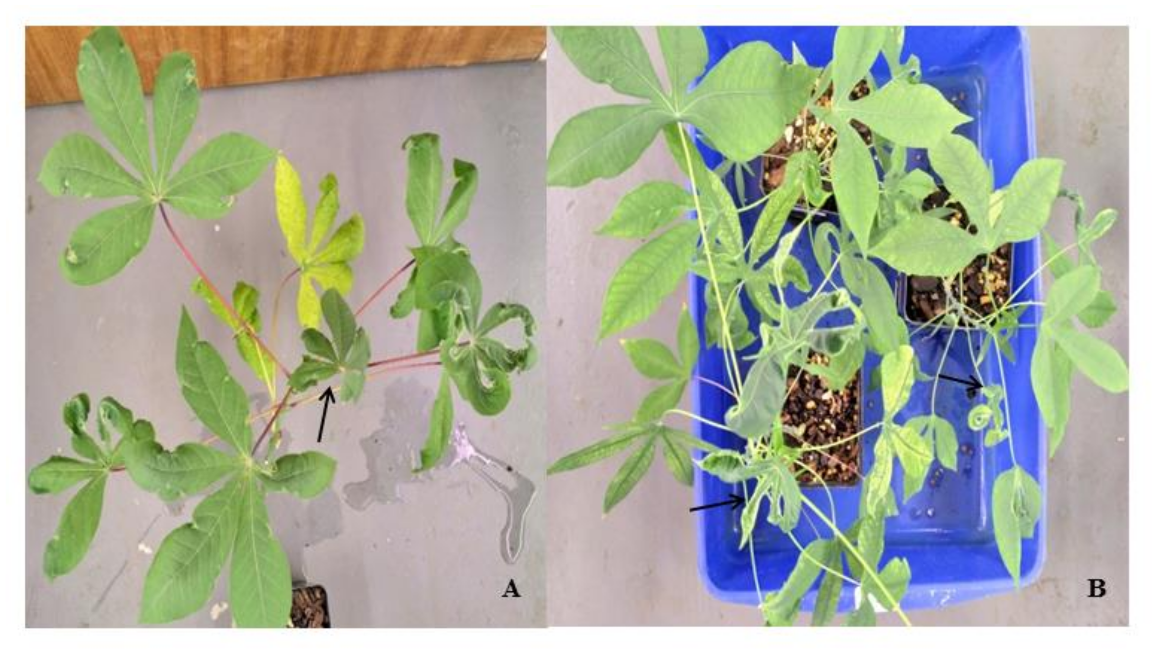 Viruses 13 01820 g001