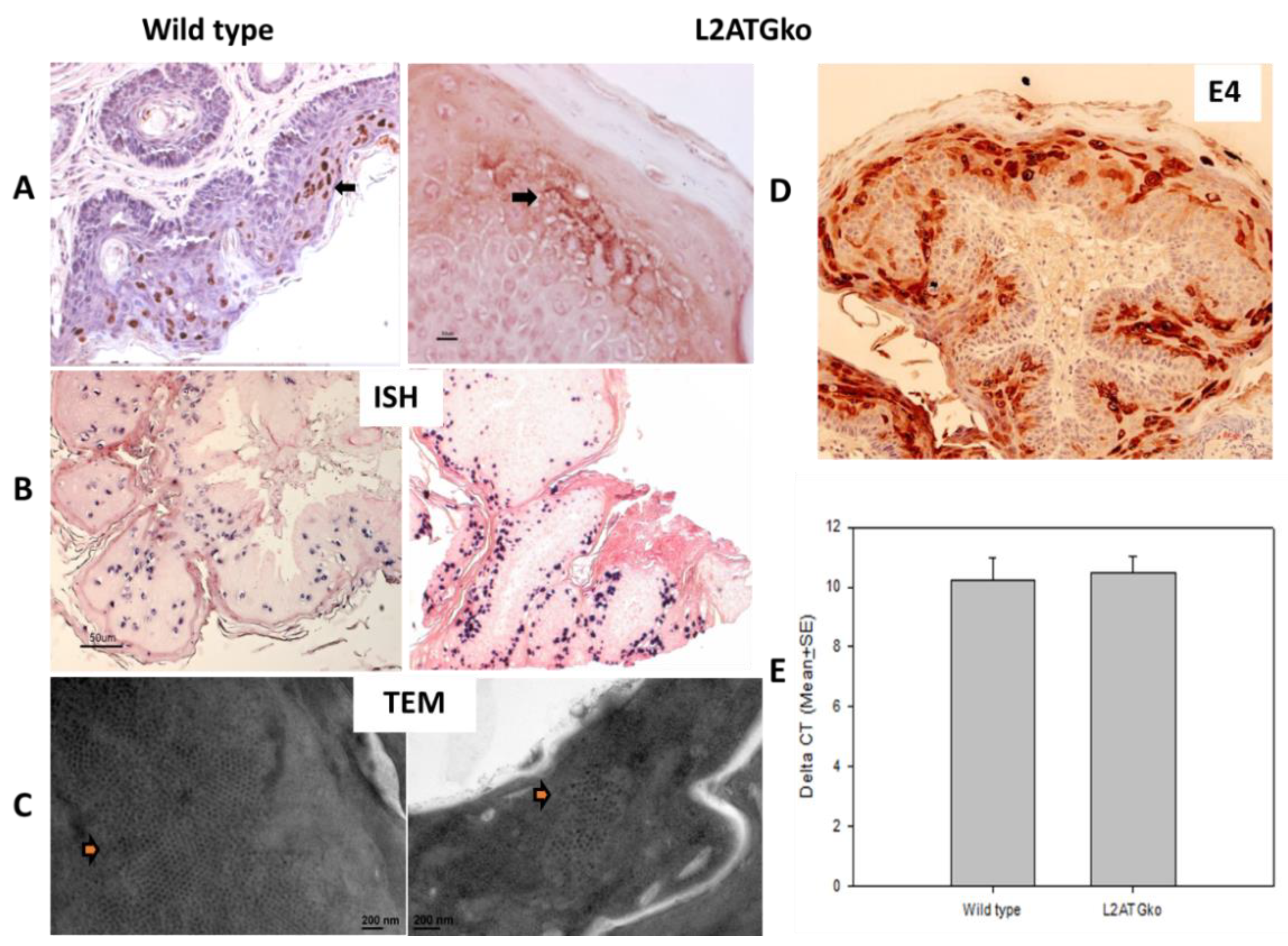 Viruses 13 01824 g004