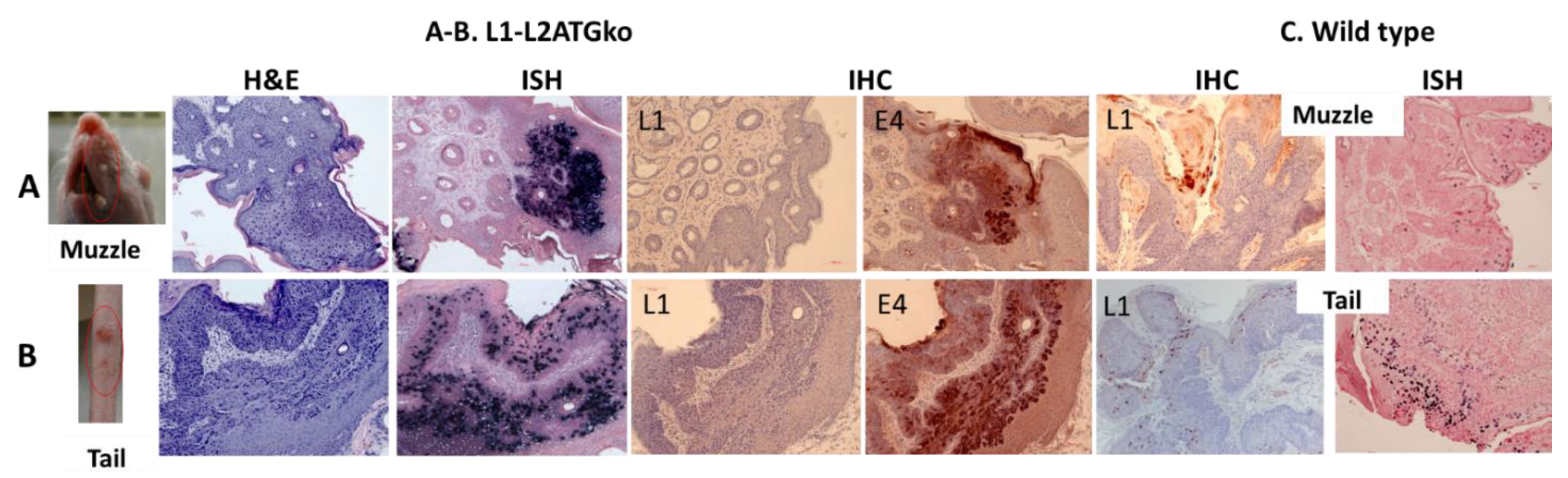 Viruses 13 01824 g005