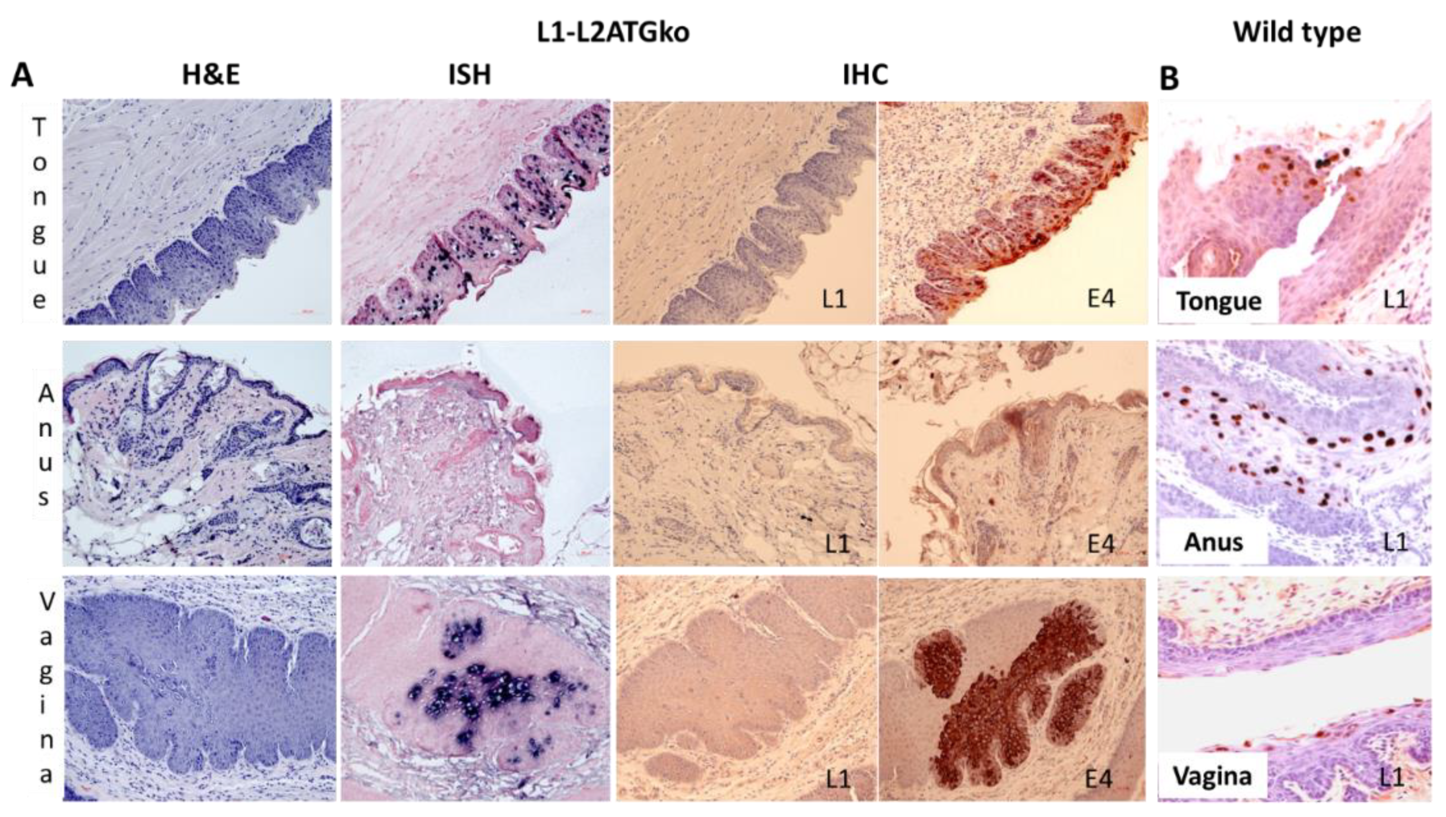 Viruses 13 01824 g006