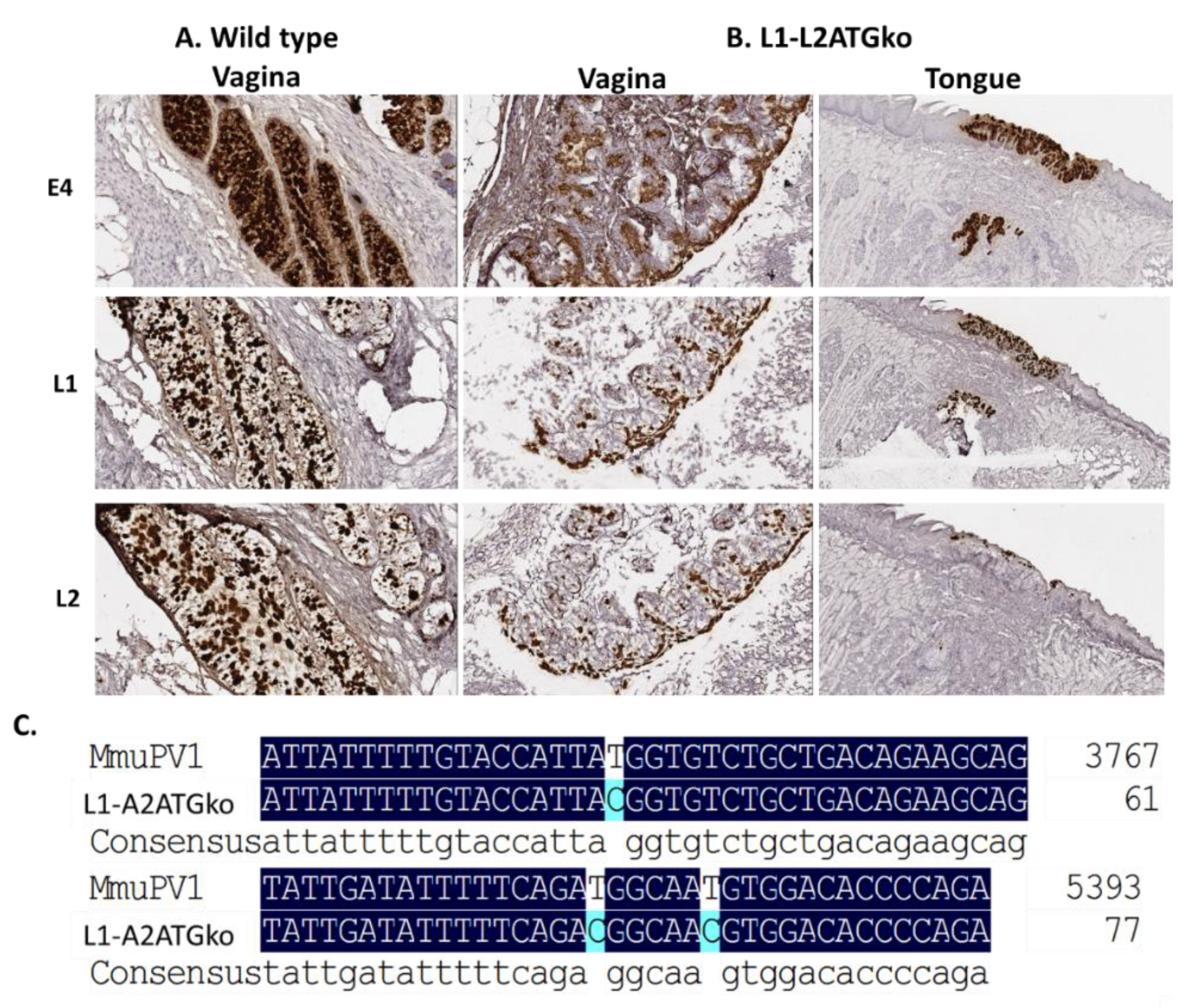 Viruses 13 01824 g007