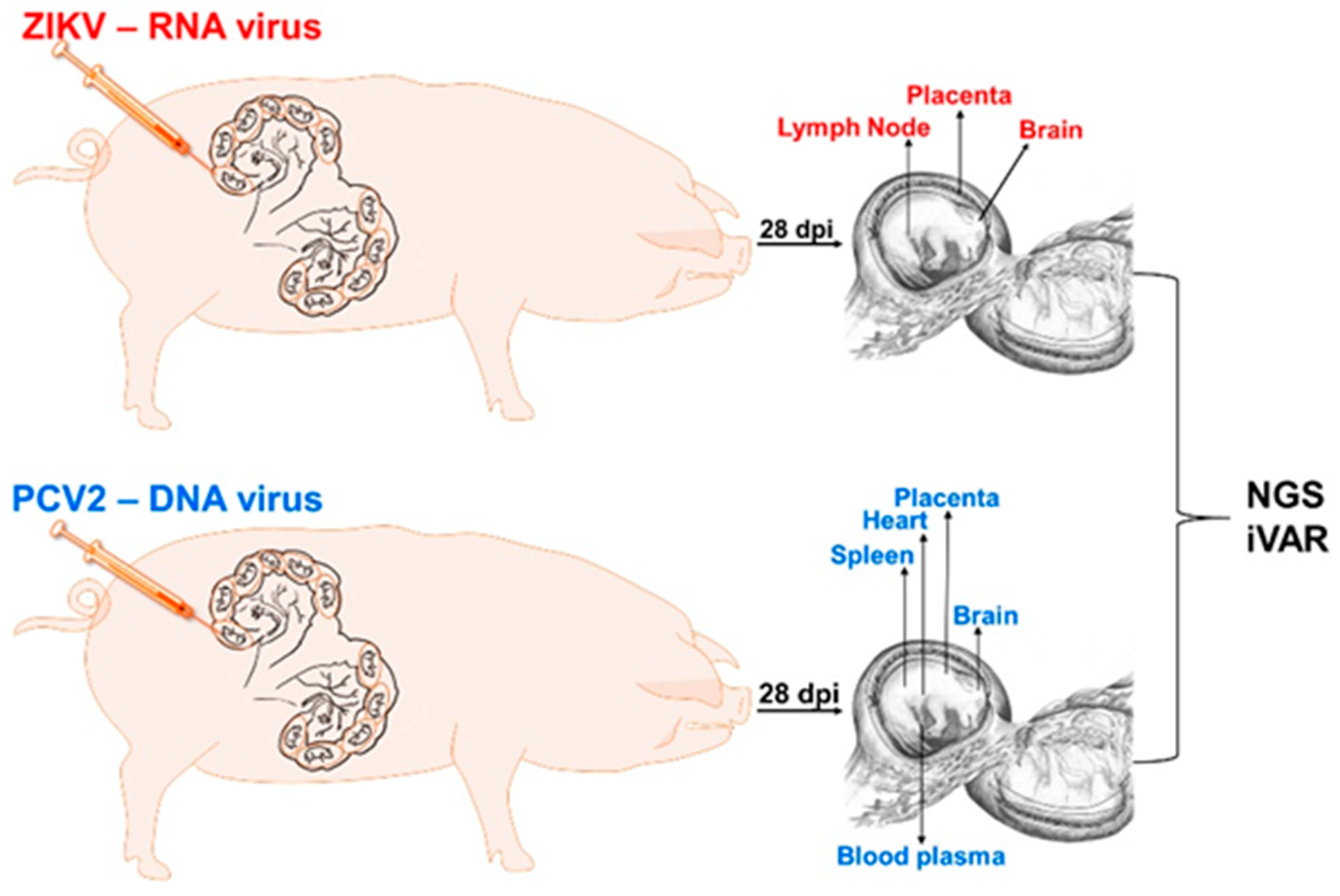Viruses 13 01827 g001
