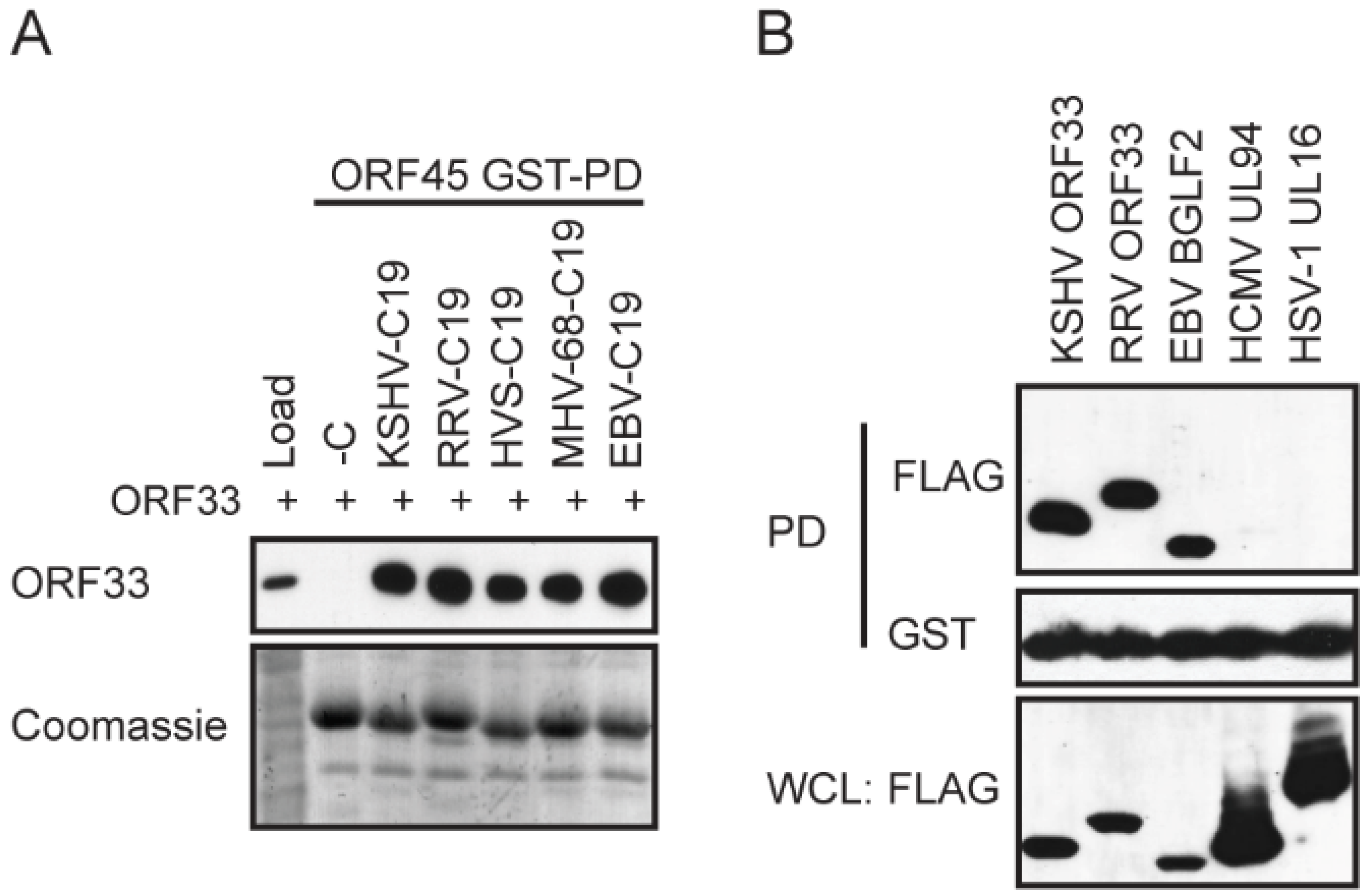 Viruses 13 01828 g002