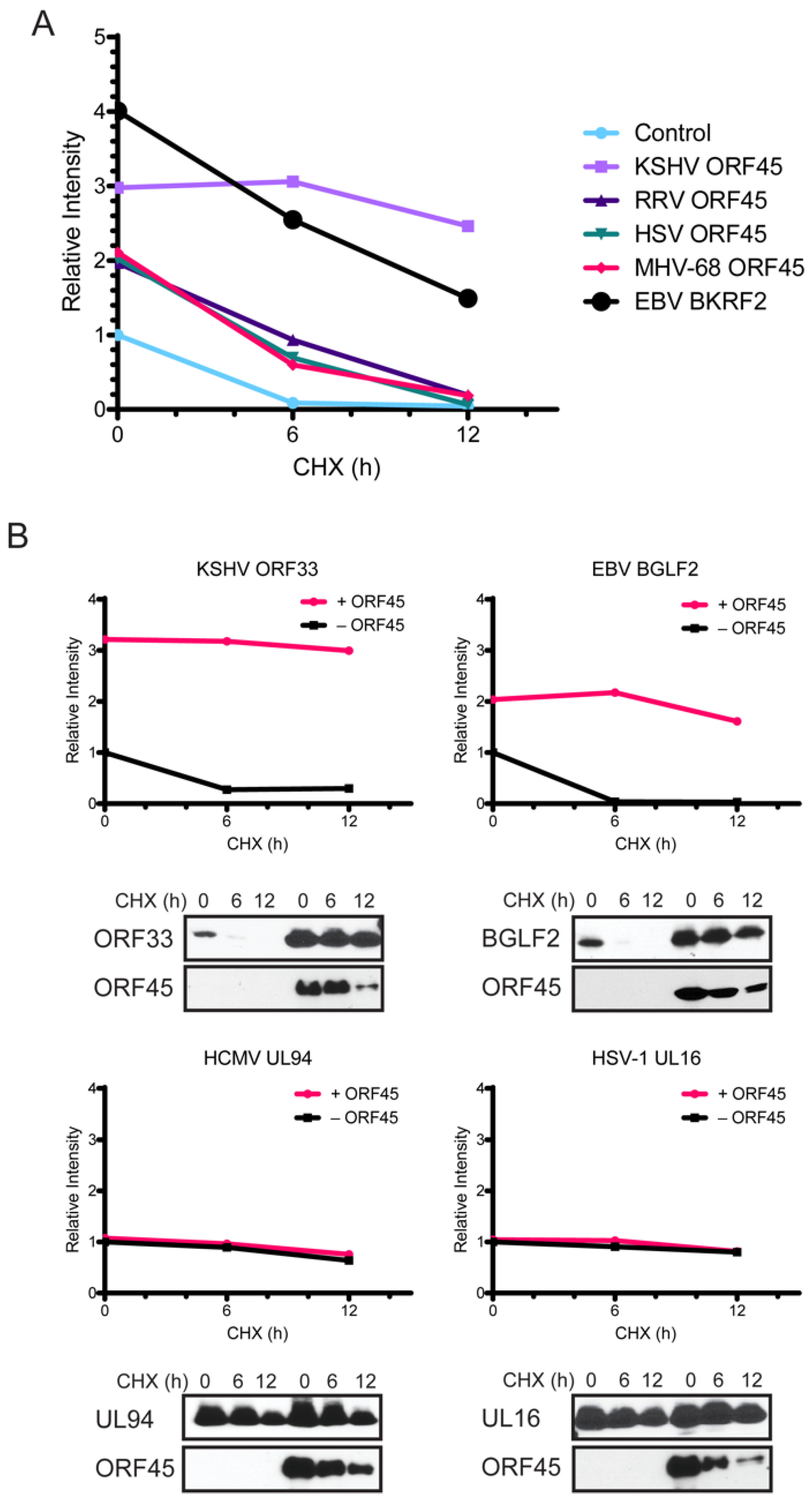 Viruses 13 01828 g003