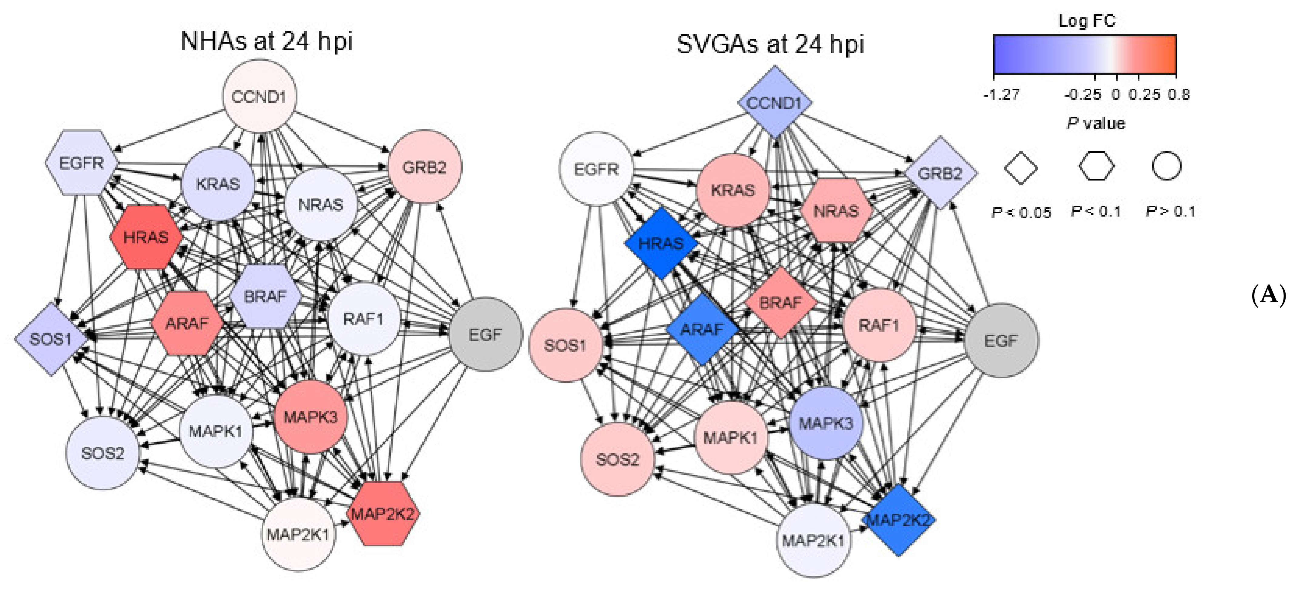 Viruses 13 01834 g002a