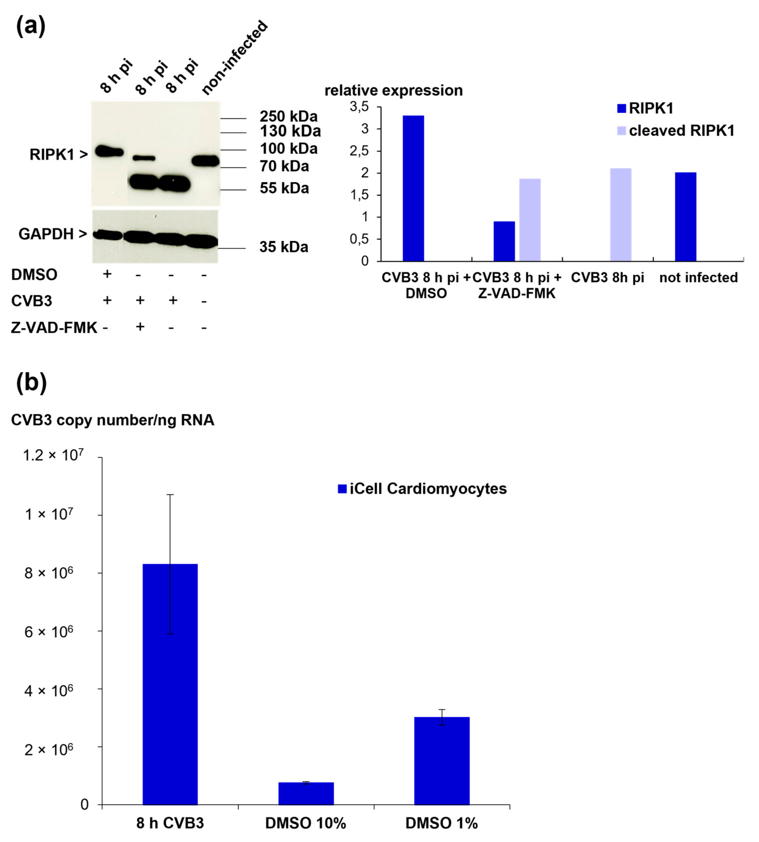 Viruses 13 01835 g008