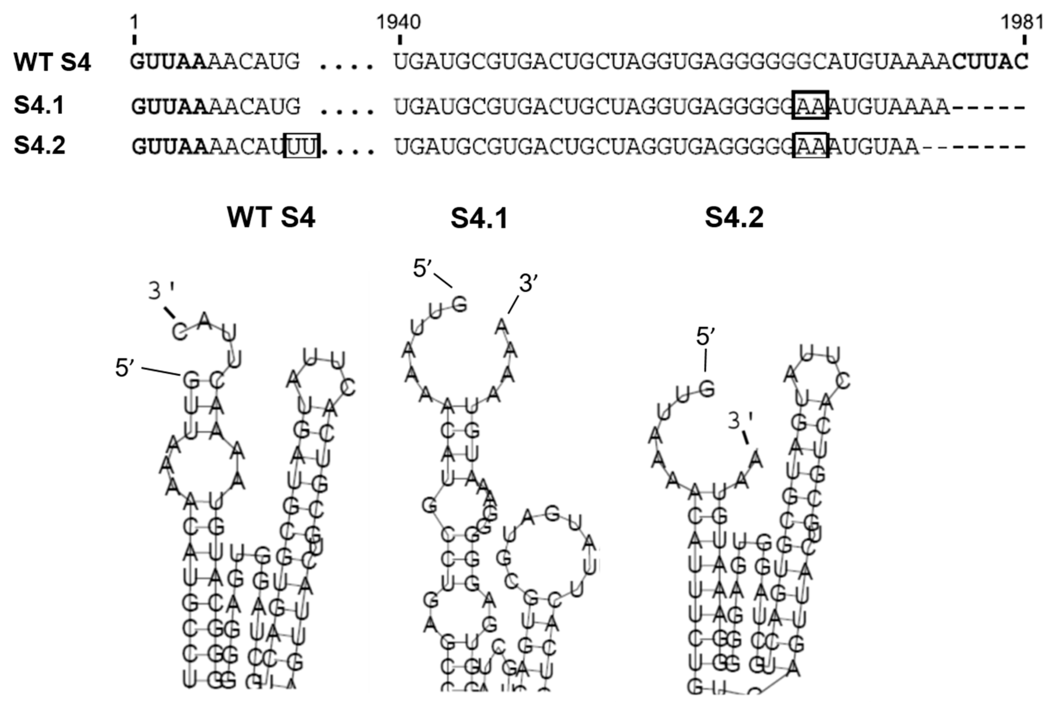 Viruses 13 01841 g003