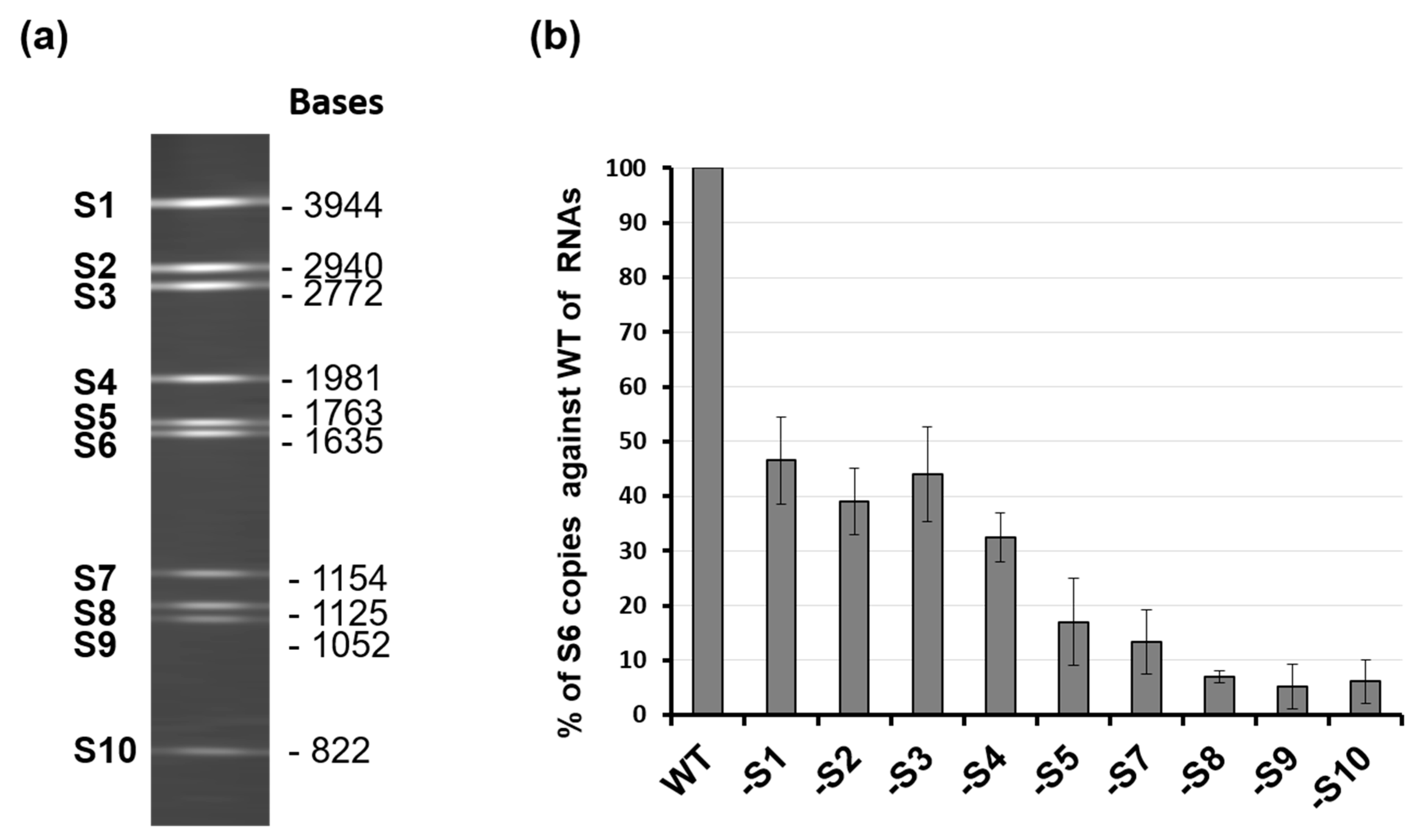 Viruses 13 01841 g004
