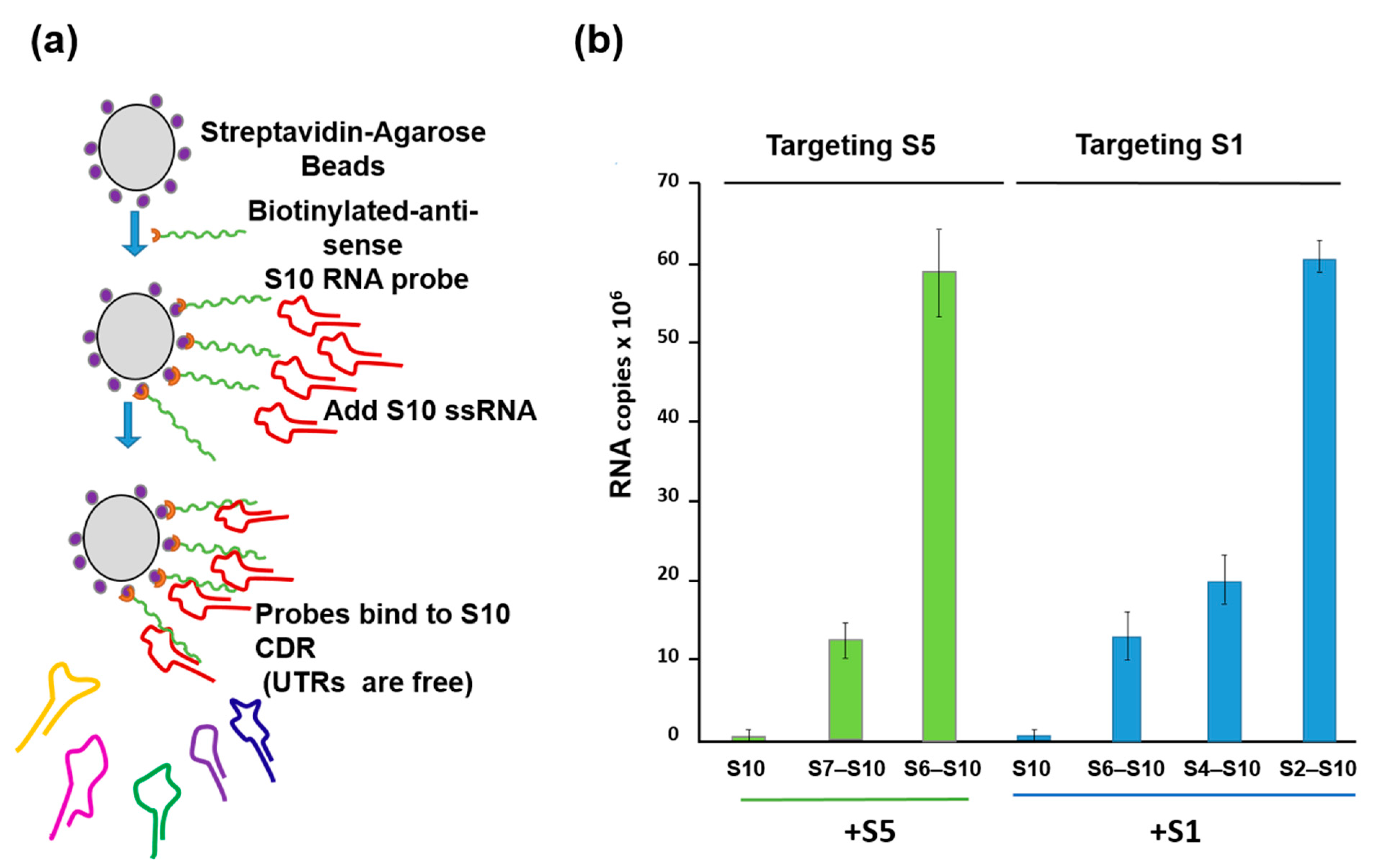 Viruses 13 01841 g005