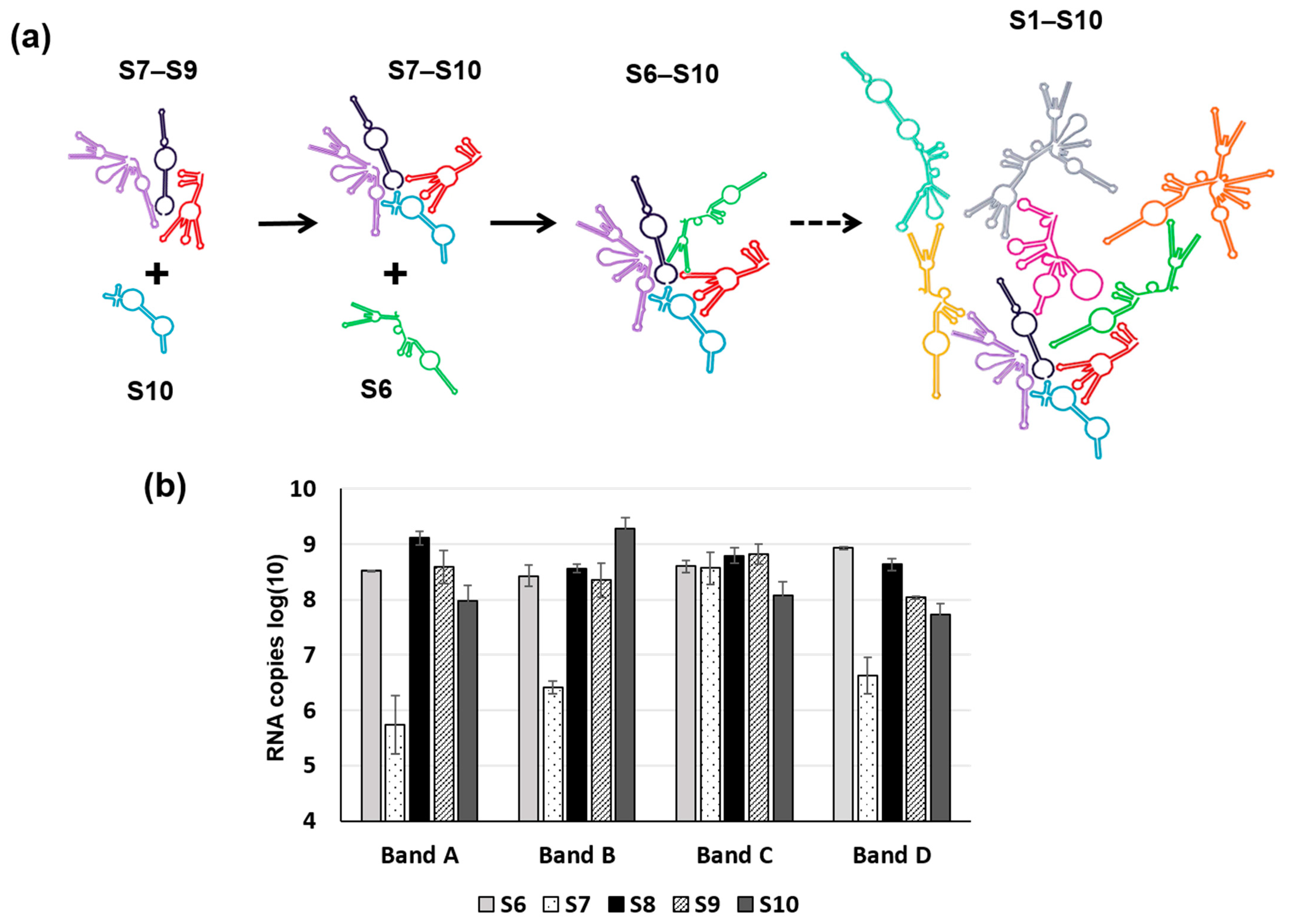 Viruses 13 01841 g007