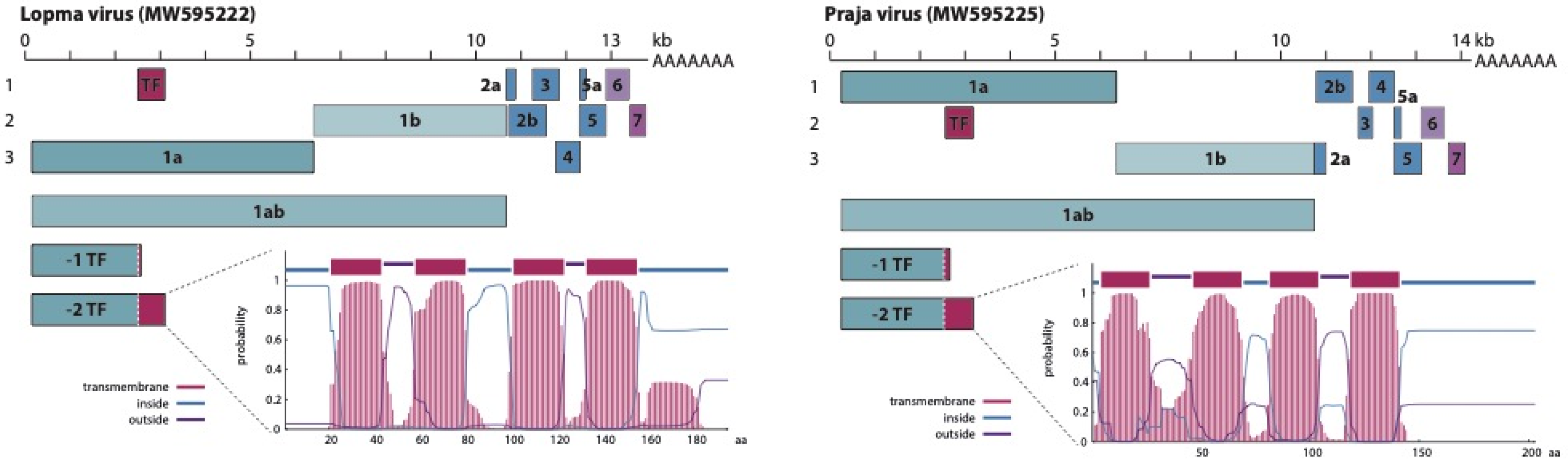 Viruses 13 01842 g001 Viruses 13 01842 g001