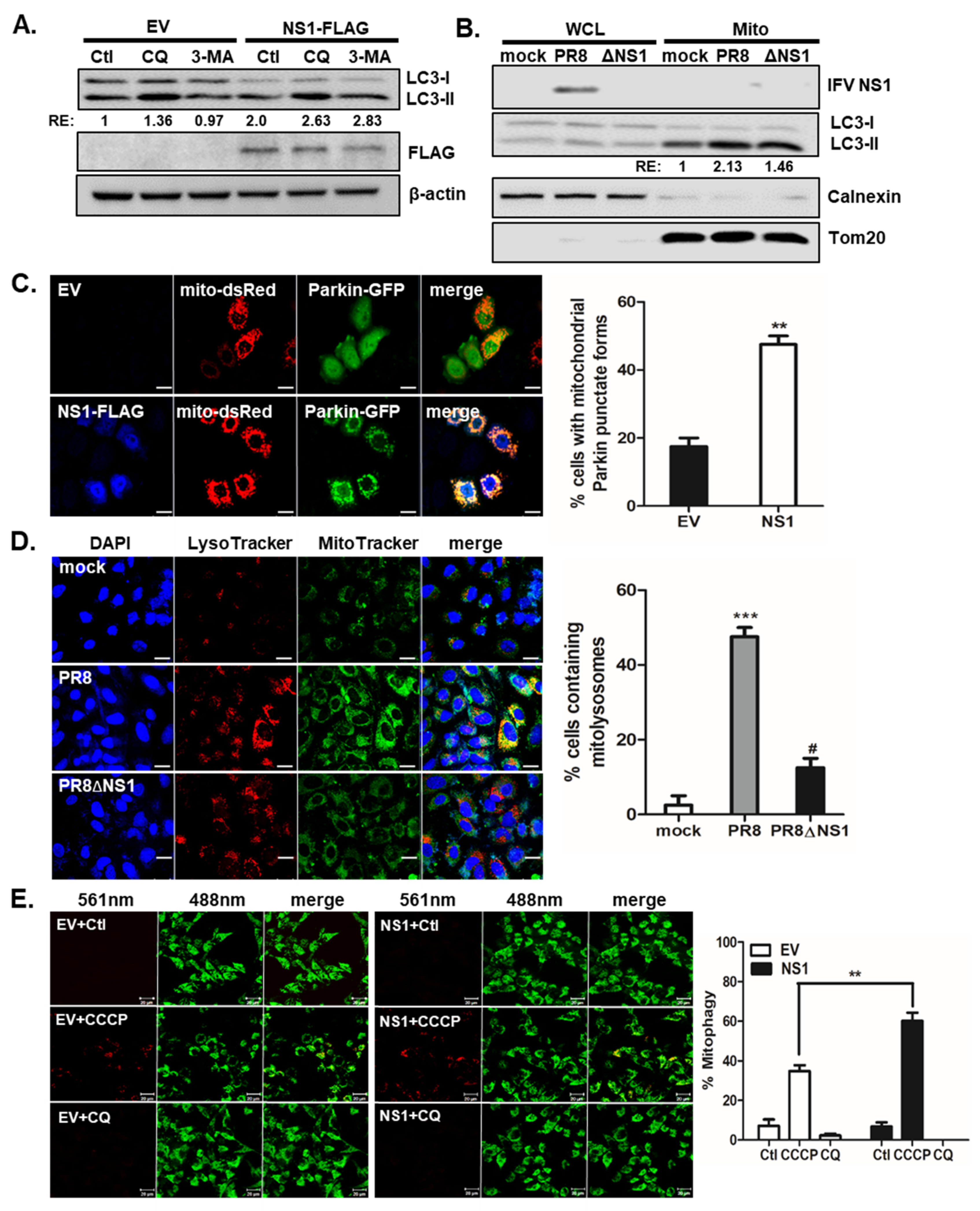 Viruses 13 01845 g001