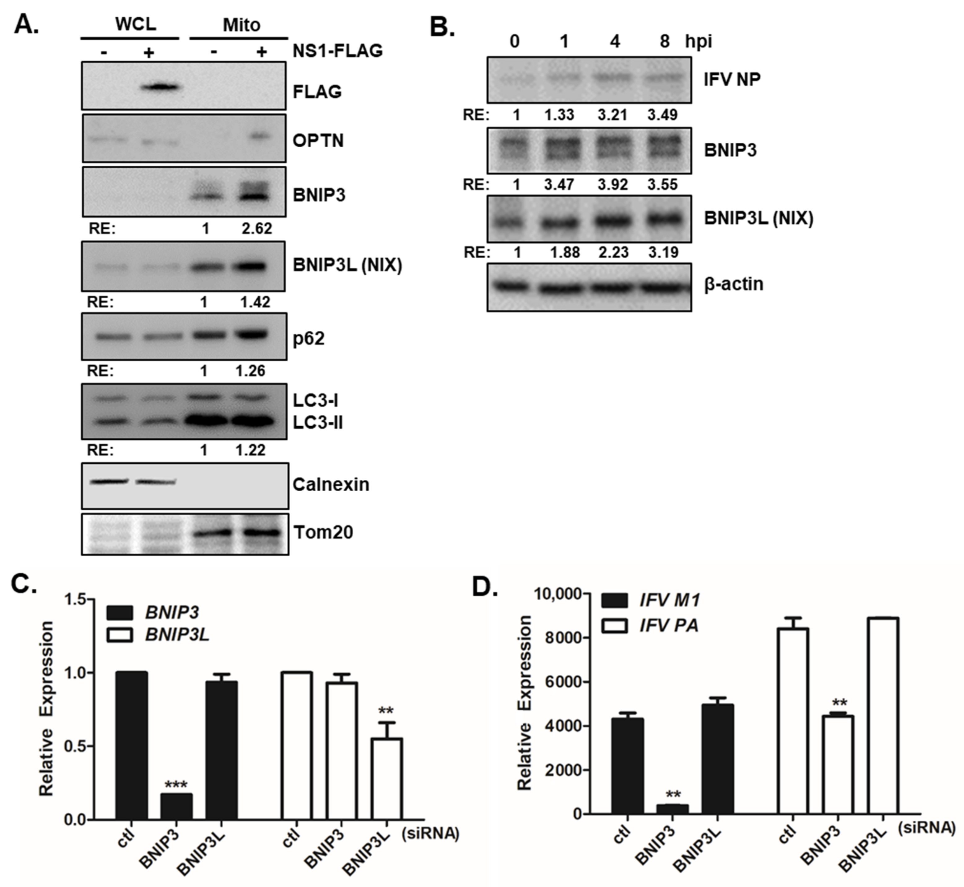 Viruses 13 01845 g005