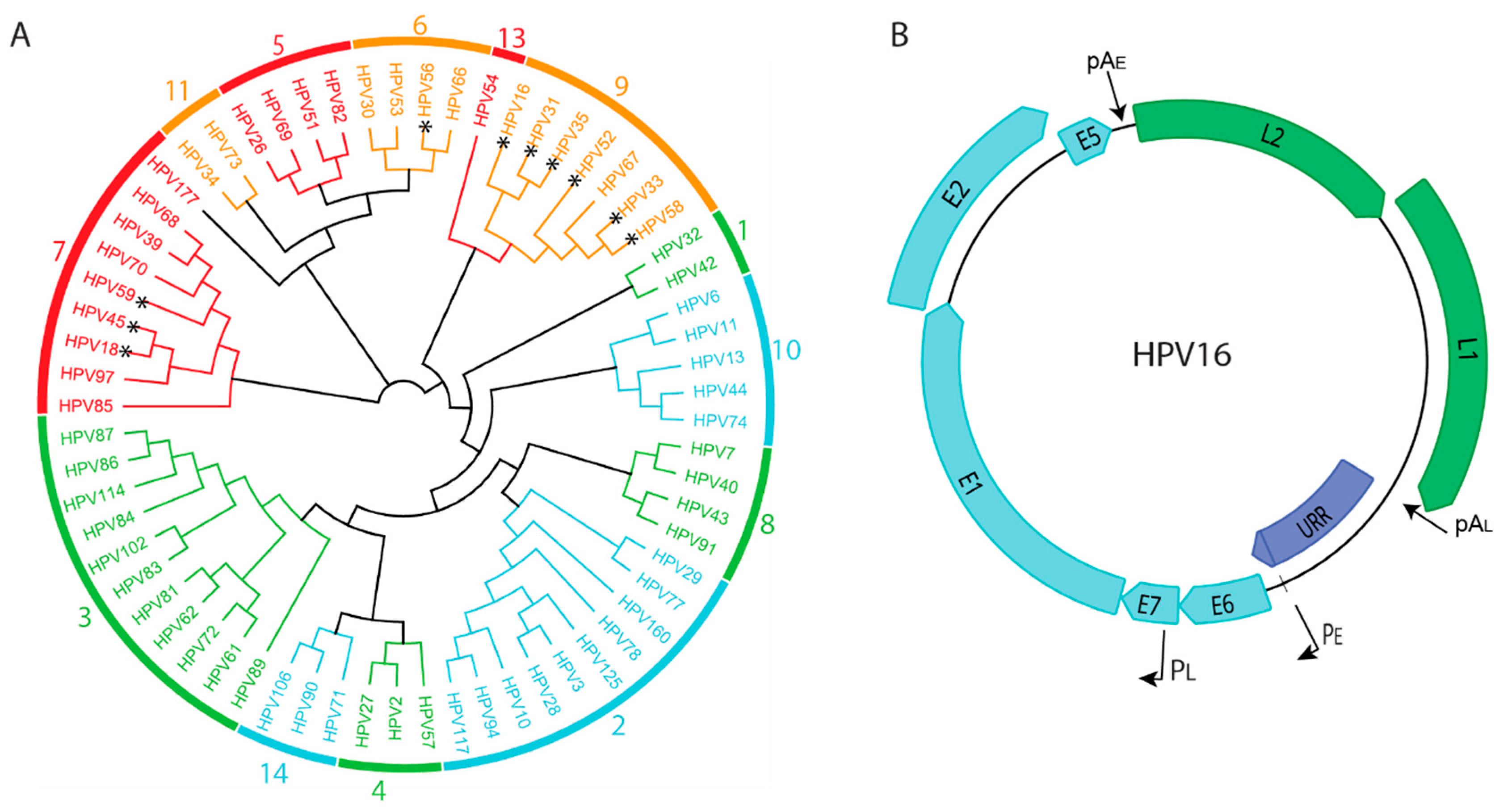 Viruses 13 01846 g001 Viruses 13 01846 g001