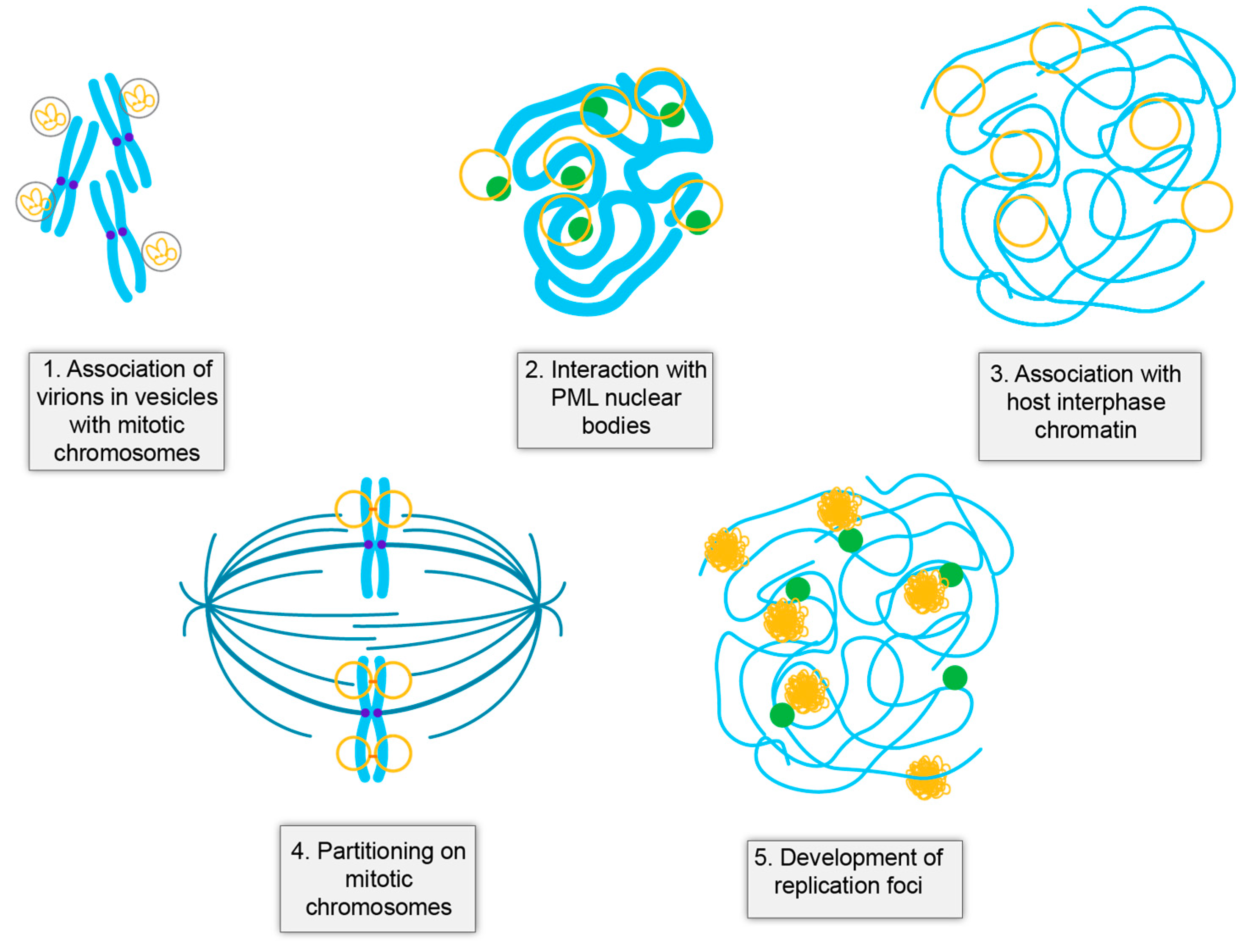 Viruses 13 01846 g002 Viruses 13 01846 g002