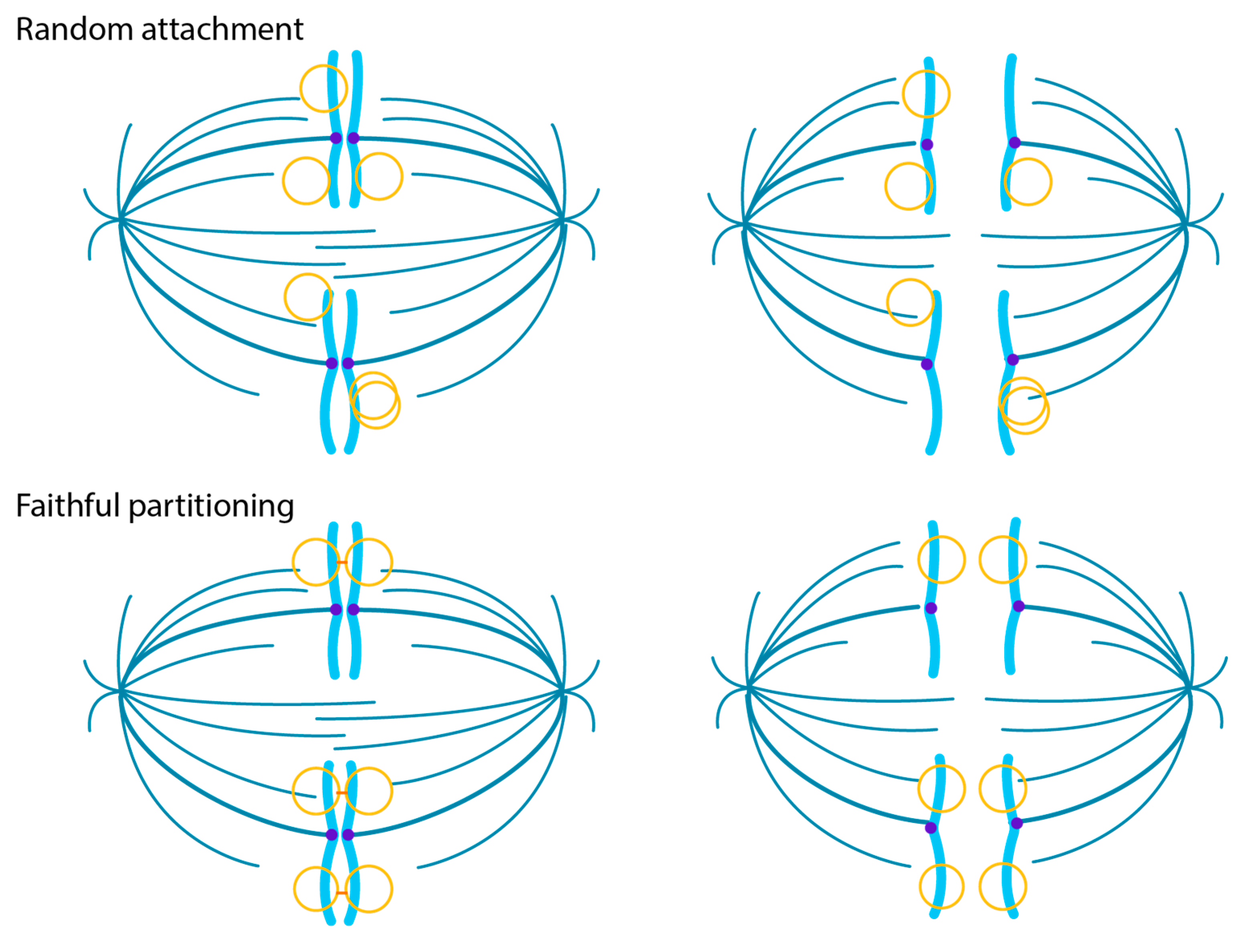 Viruses 13 01846 g003 Viruses 13 01846 g003