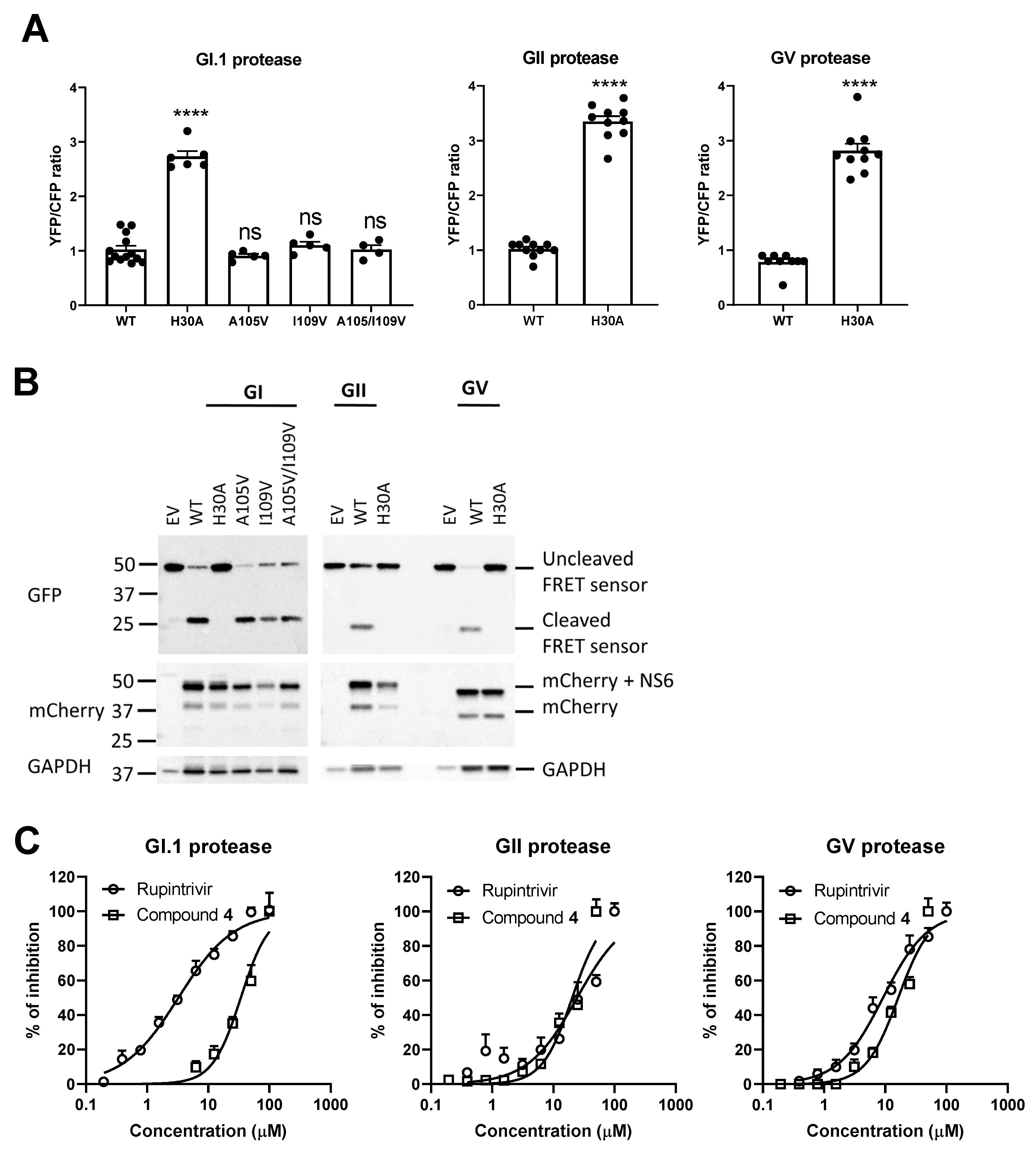 Viruses 13 01852 g003
