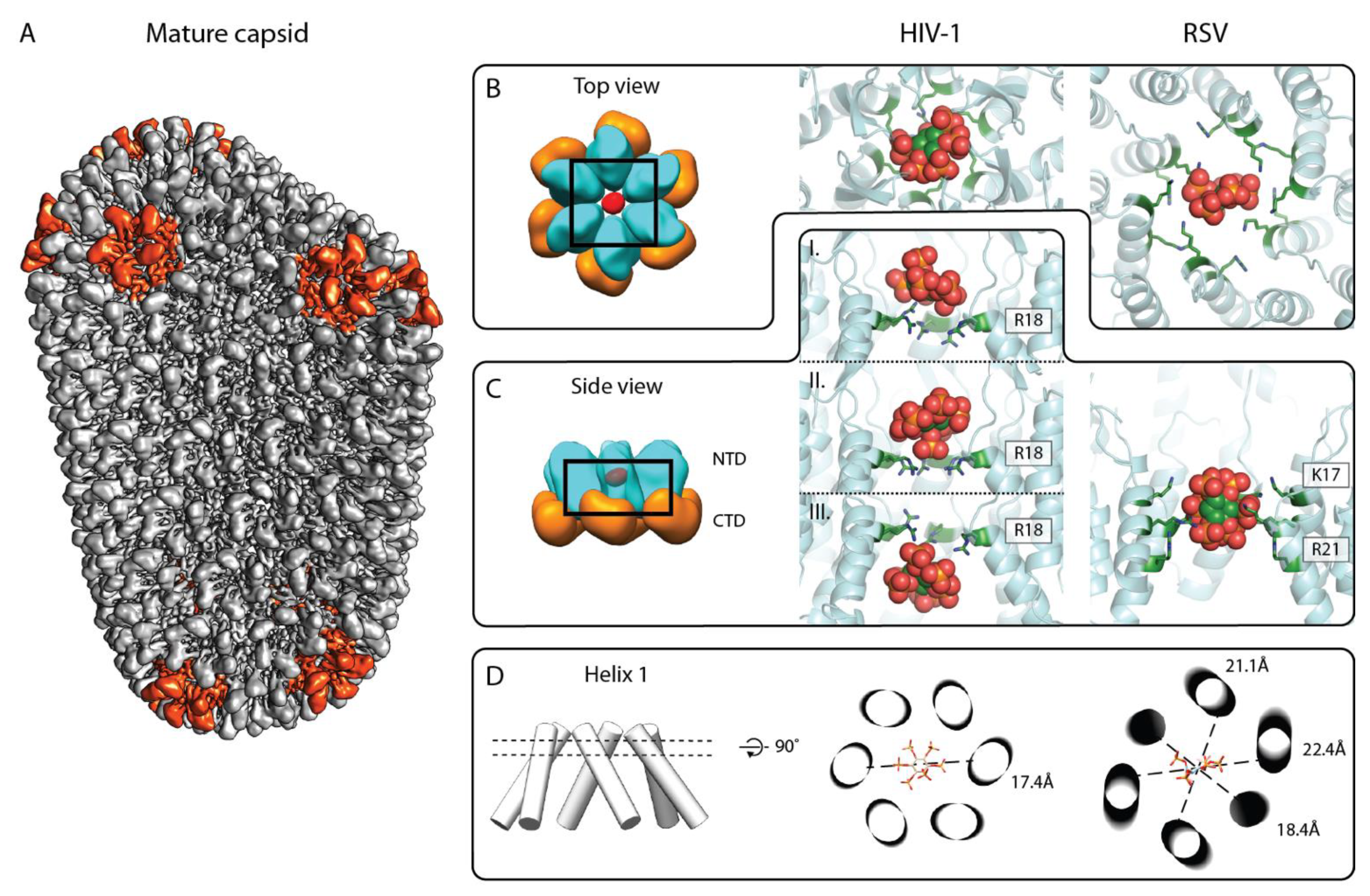 Viruses 13 01853 g004 Viruses 13 01853 g004