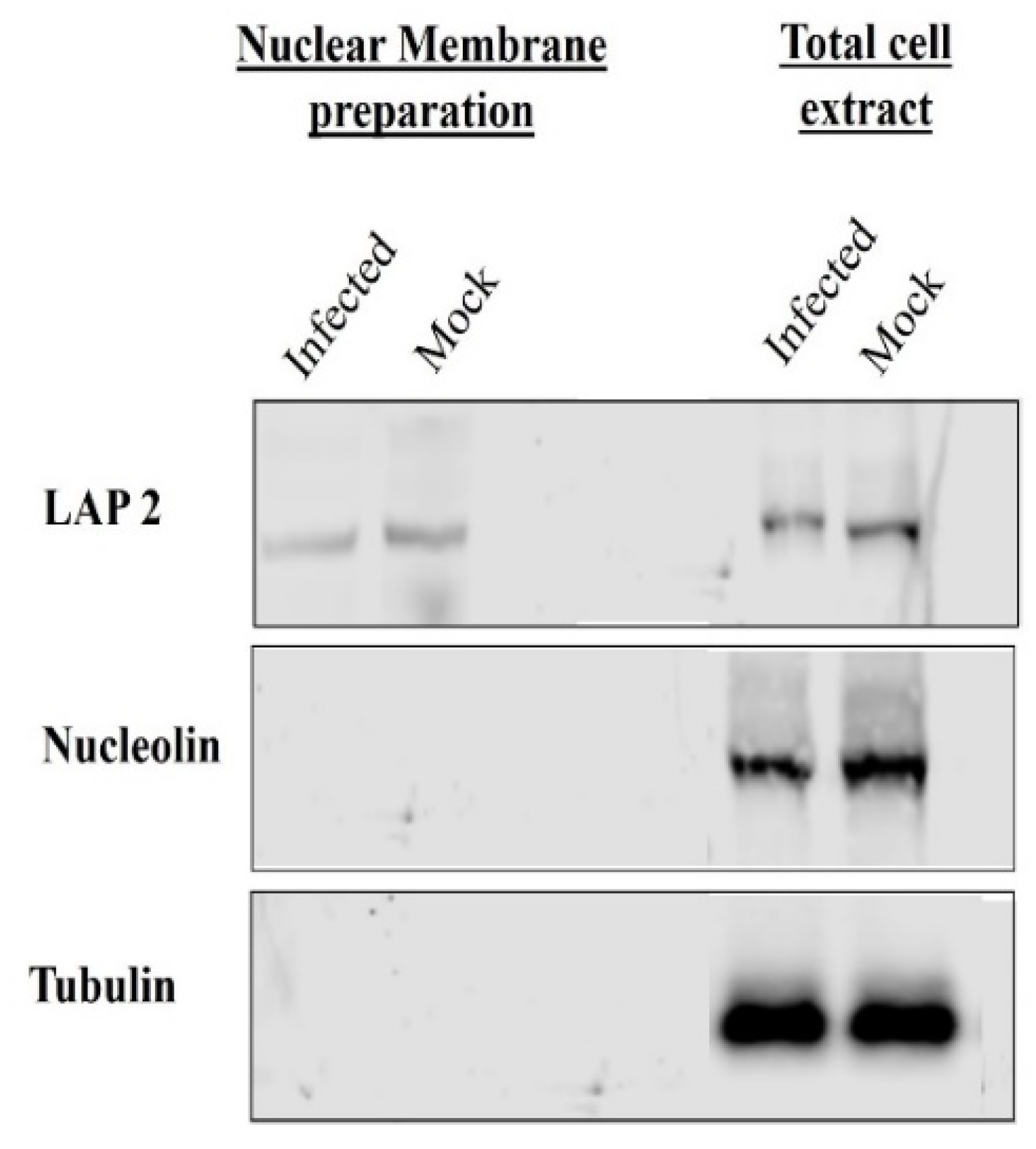 Viruses 13 01854 g001