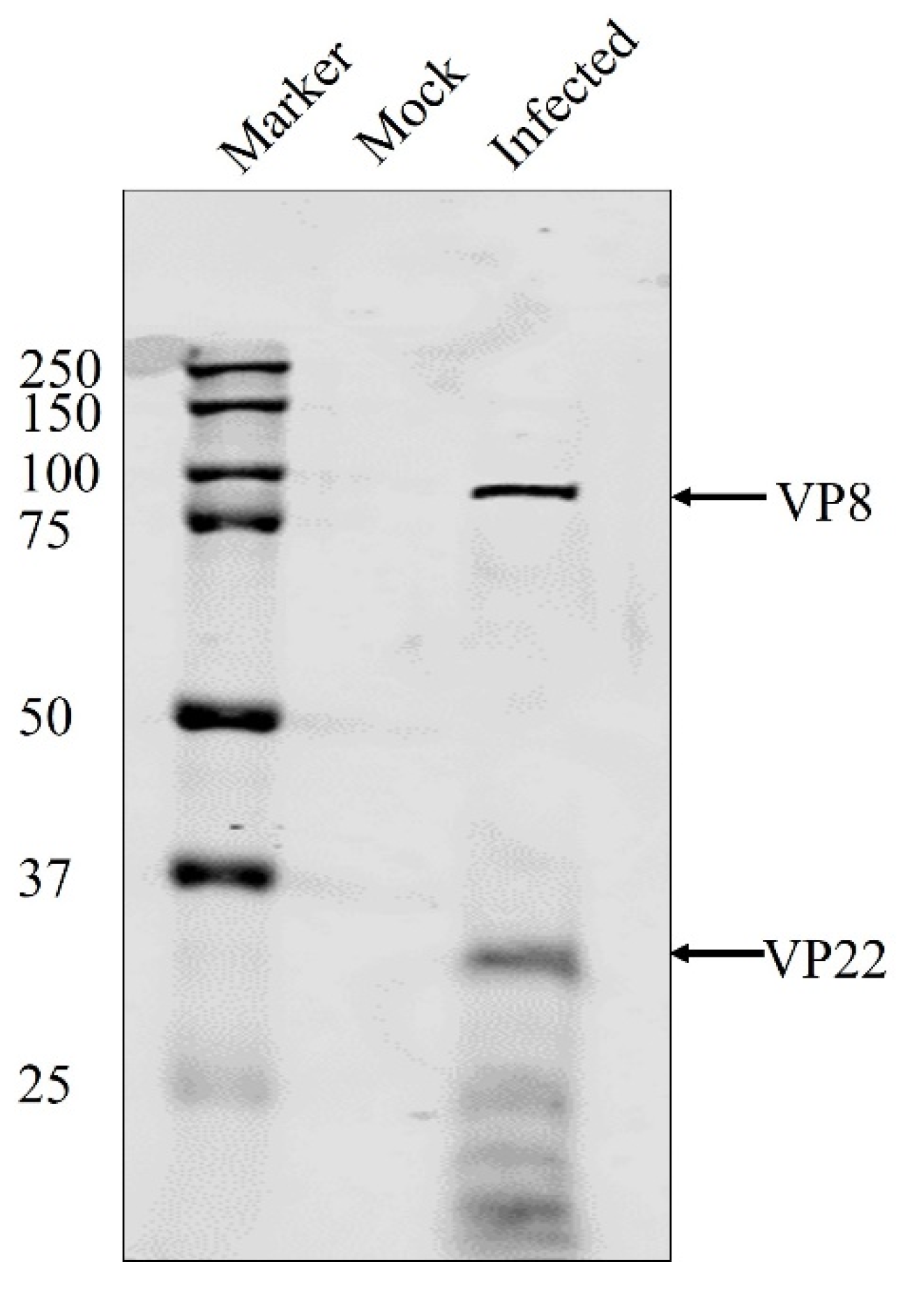 Viruses 13 01854 g003