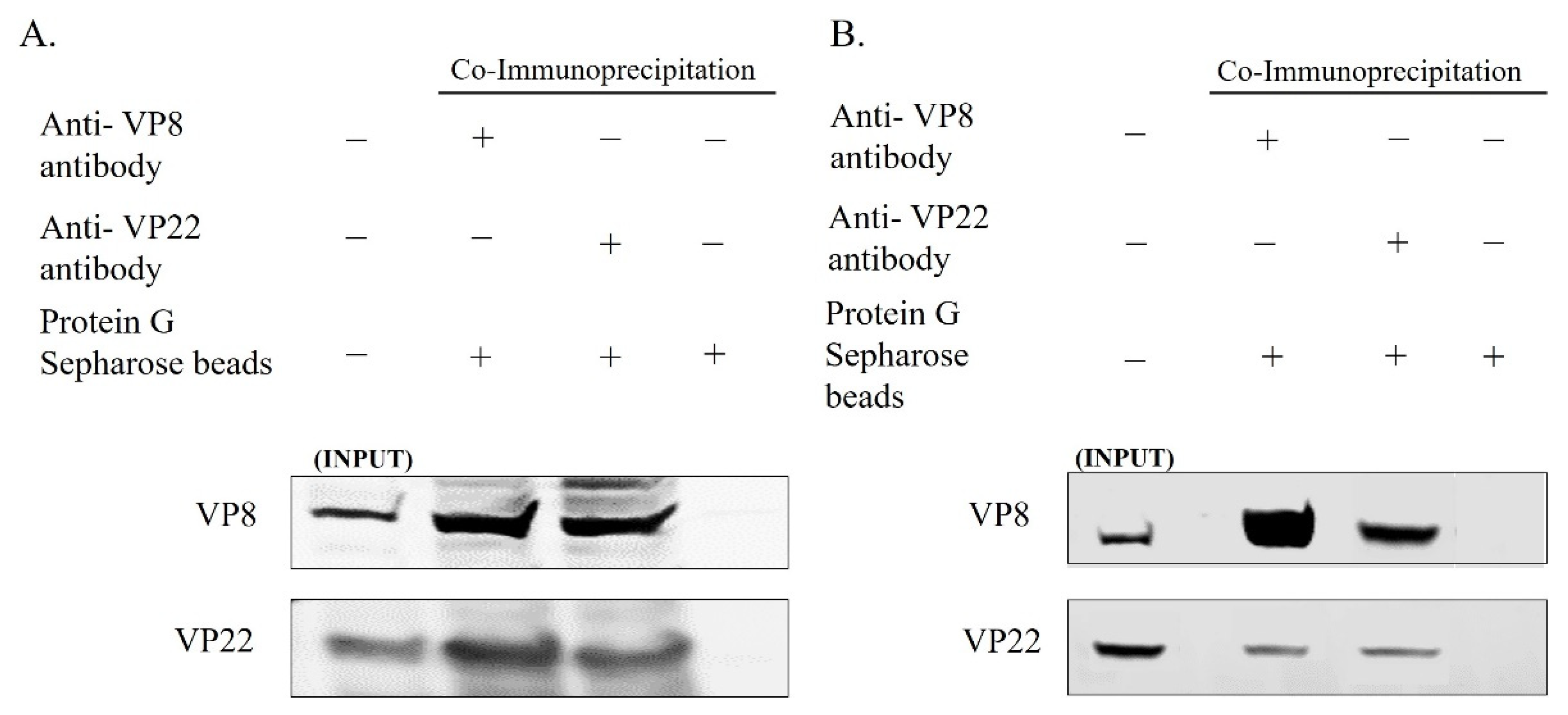 Viruses 13 01854 g004