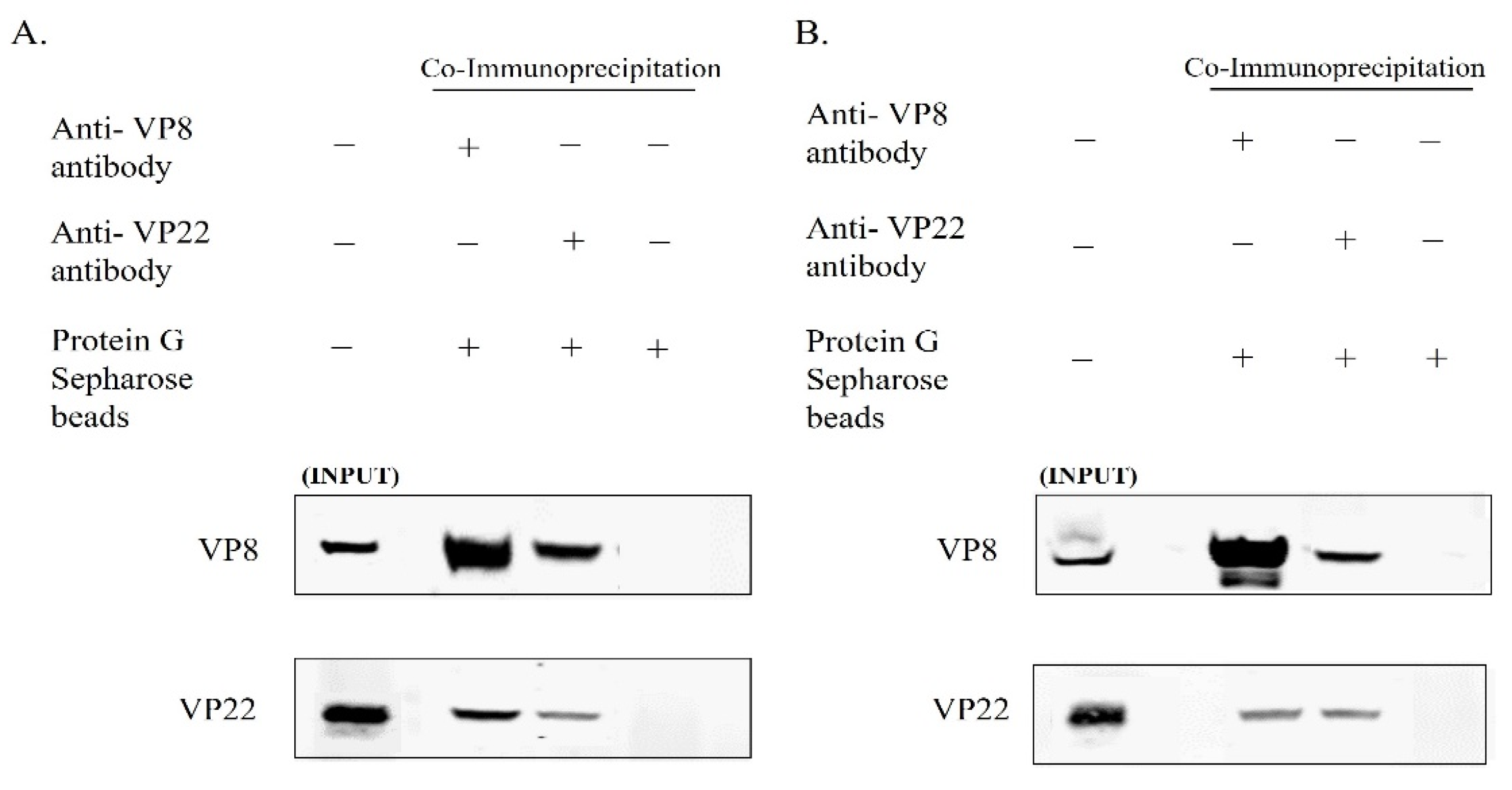 Viruses 13 01854 g005