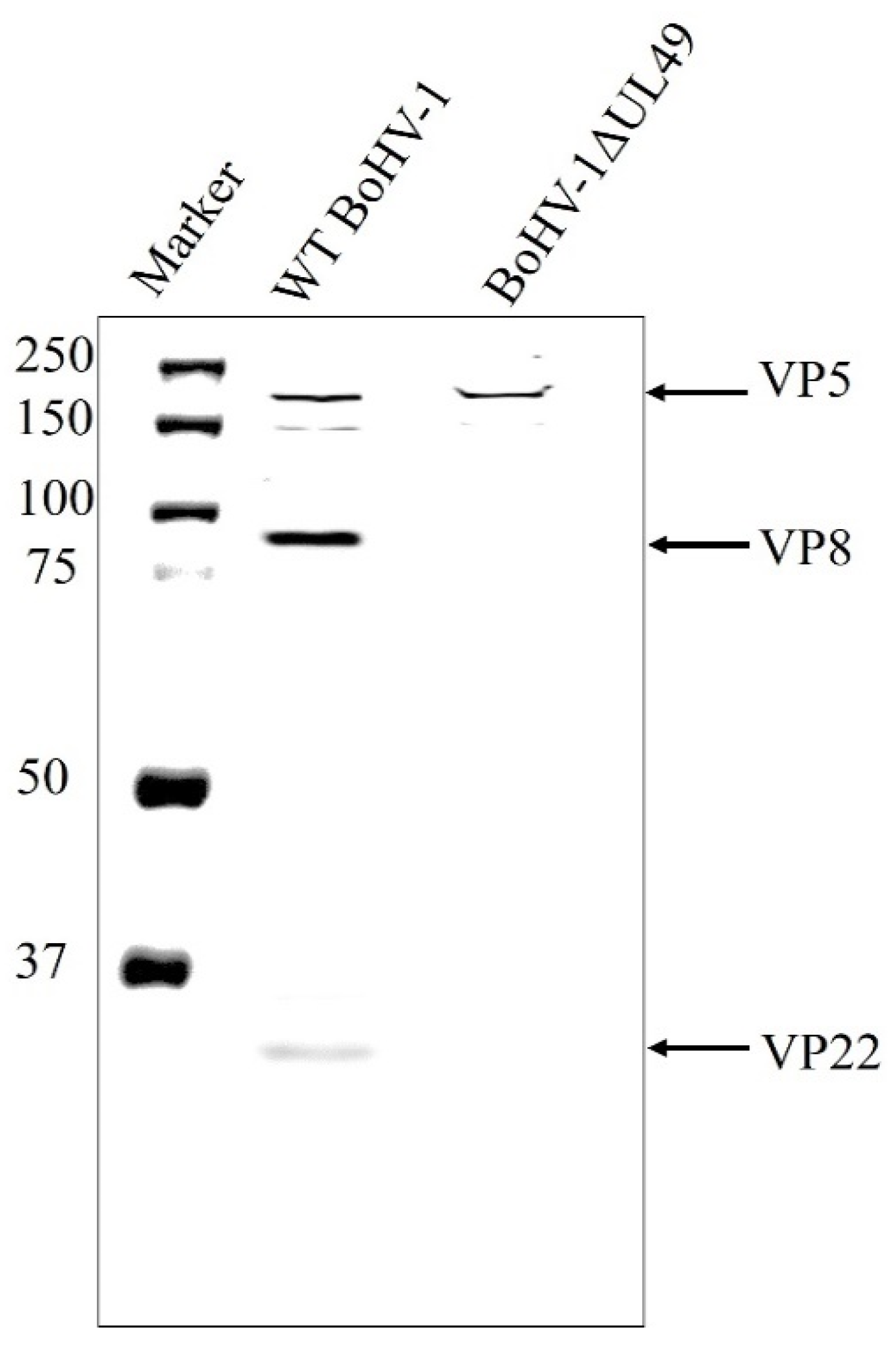Viruses 13 01854 g006