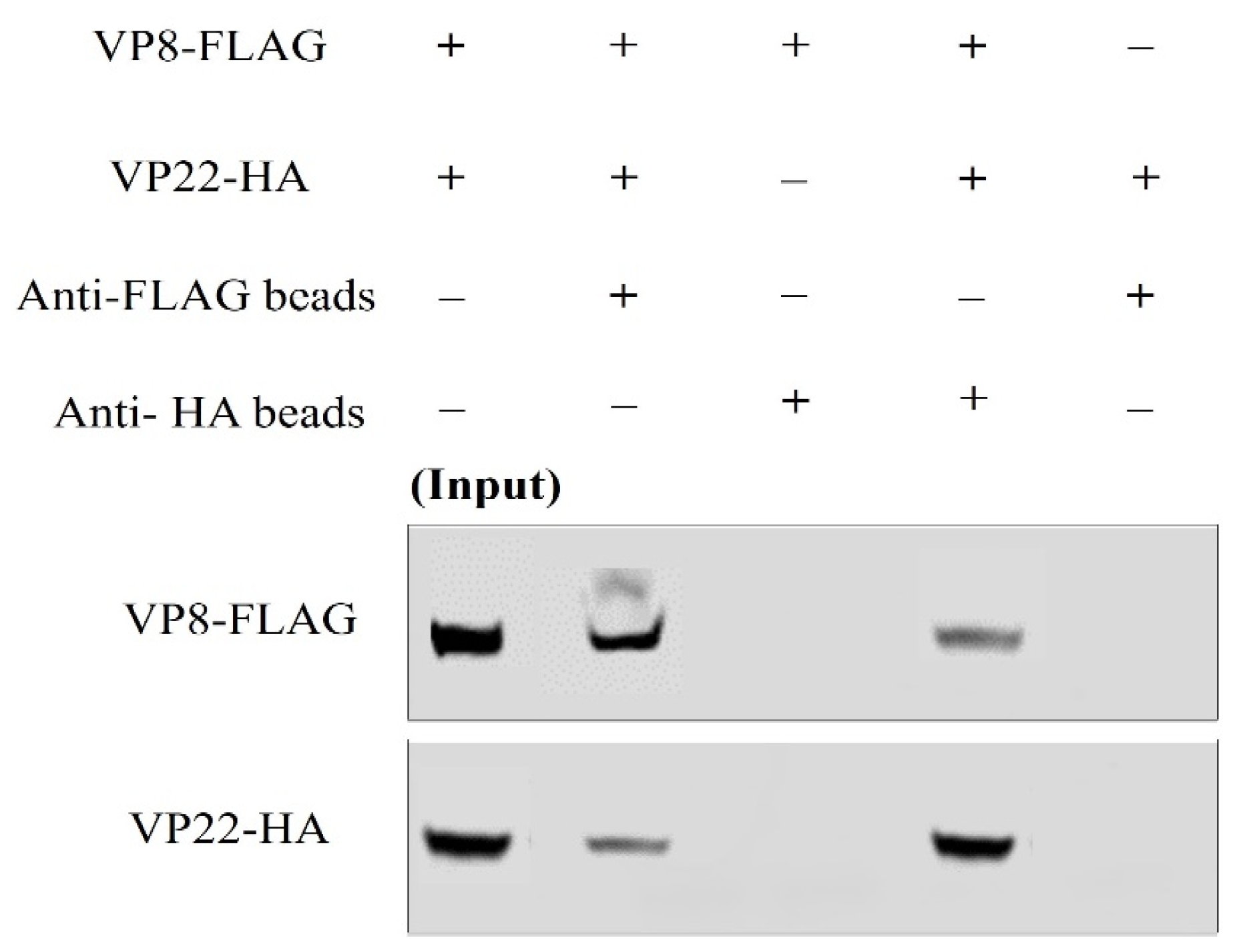Viruses 13 01854 g007