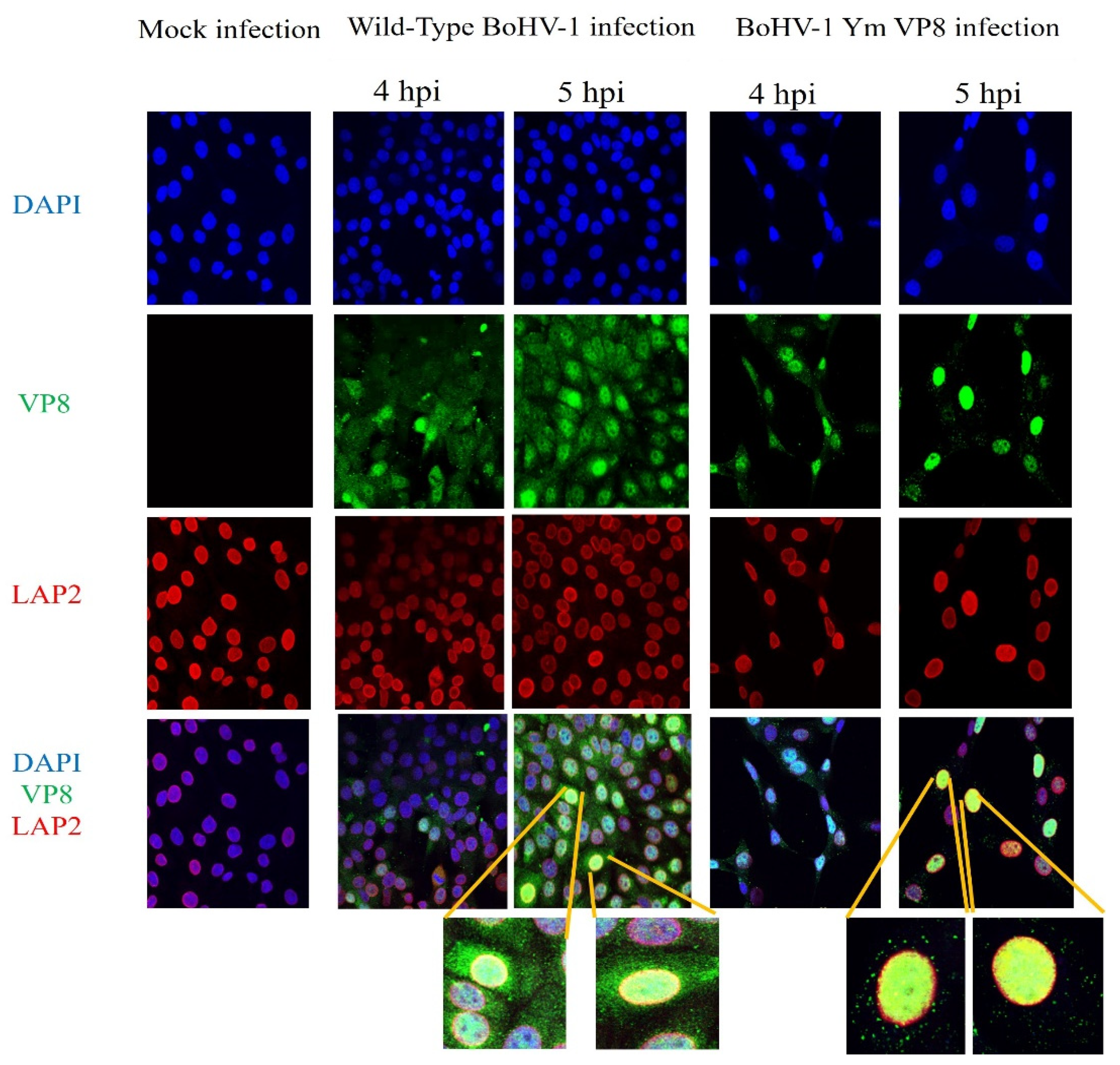 Viruses 13 01854 g008