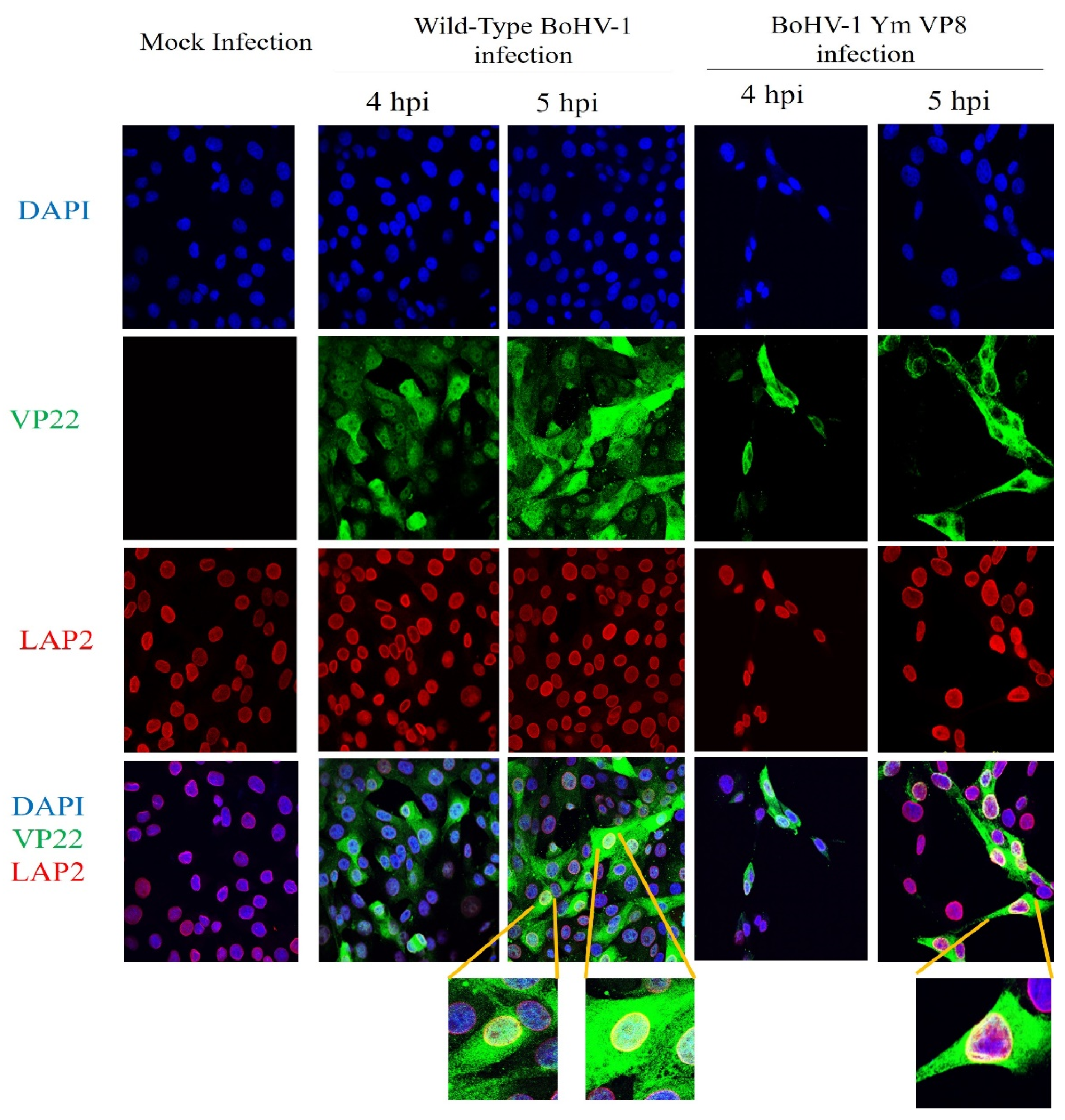 Viruses 13 01854 g009
