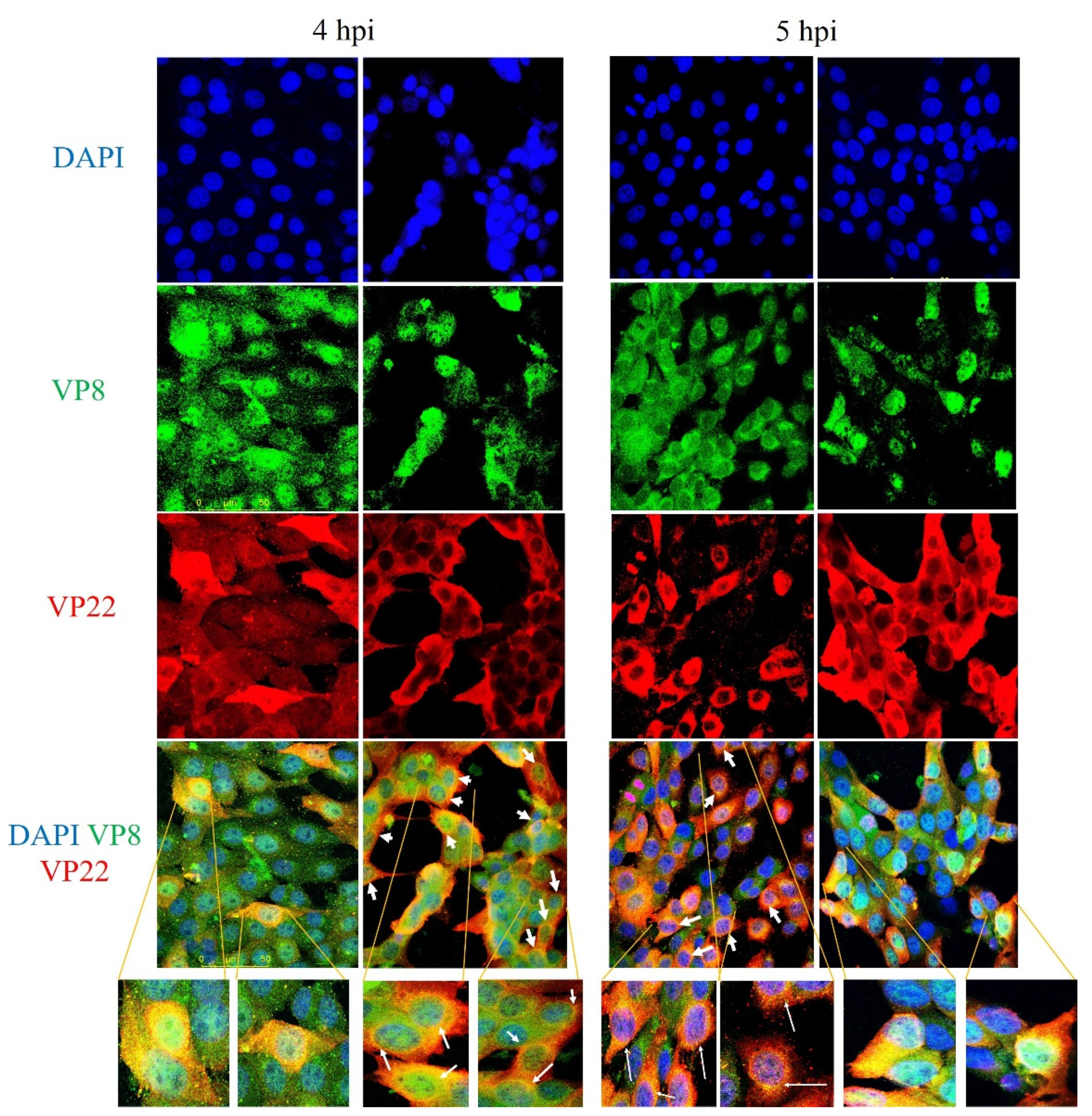 Viruses 13 01854 g010