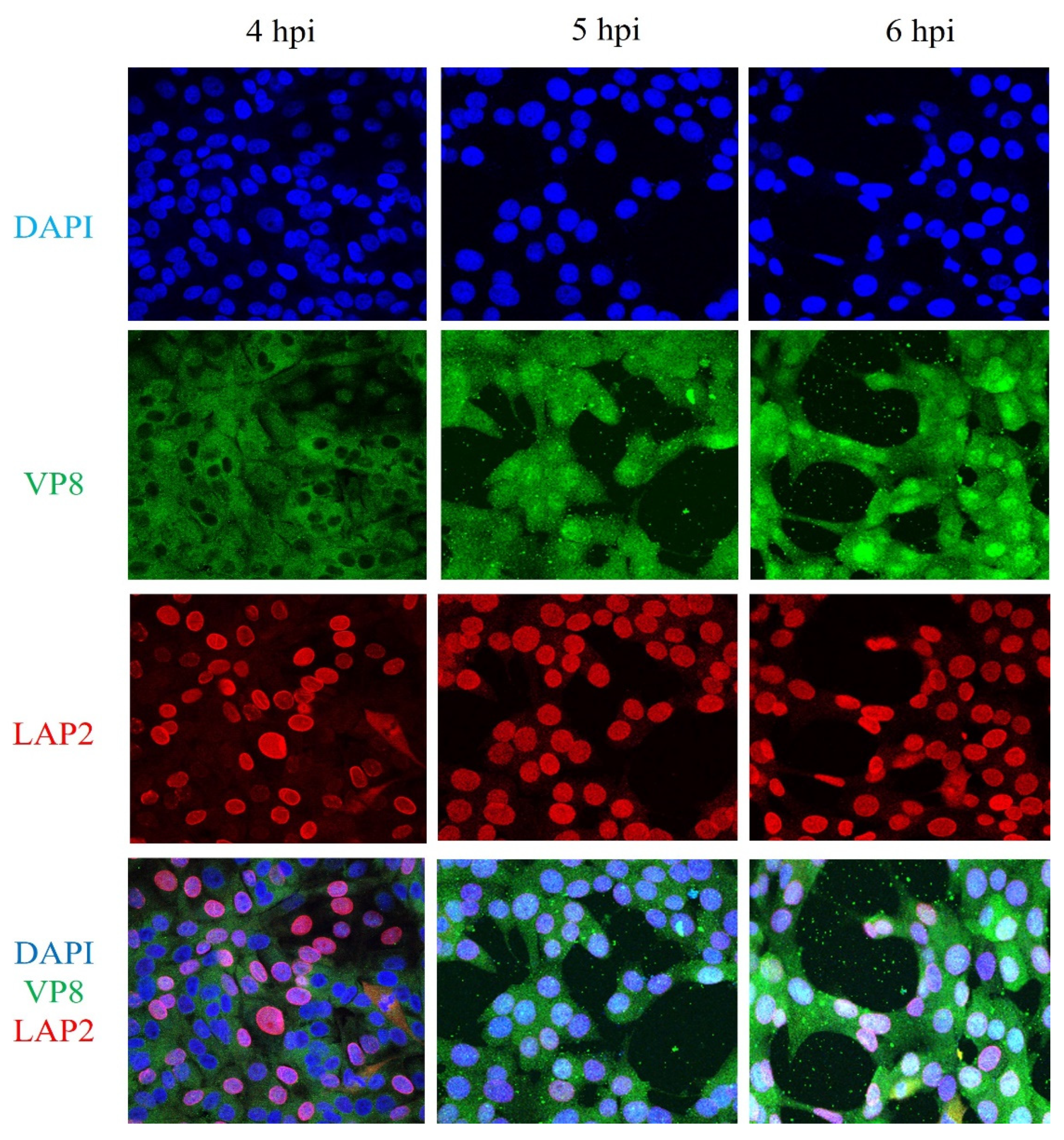 Viruses 13 01854 g011
