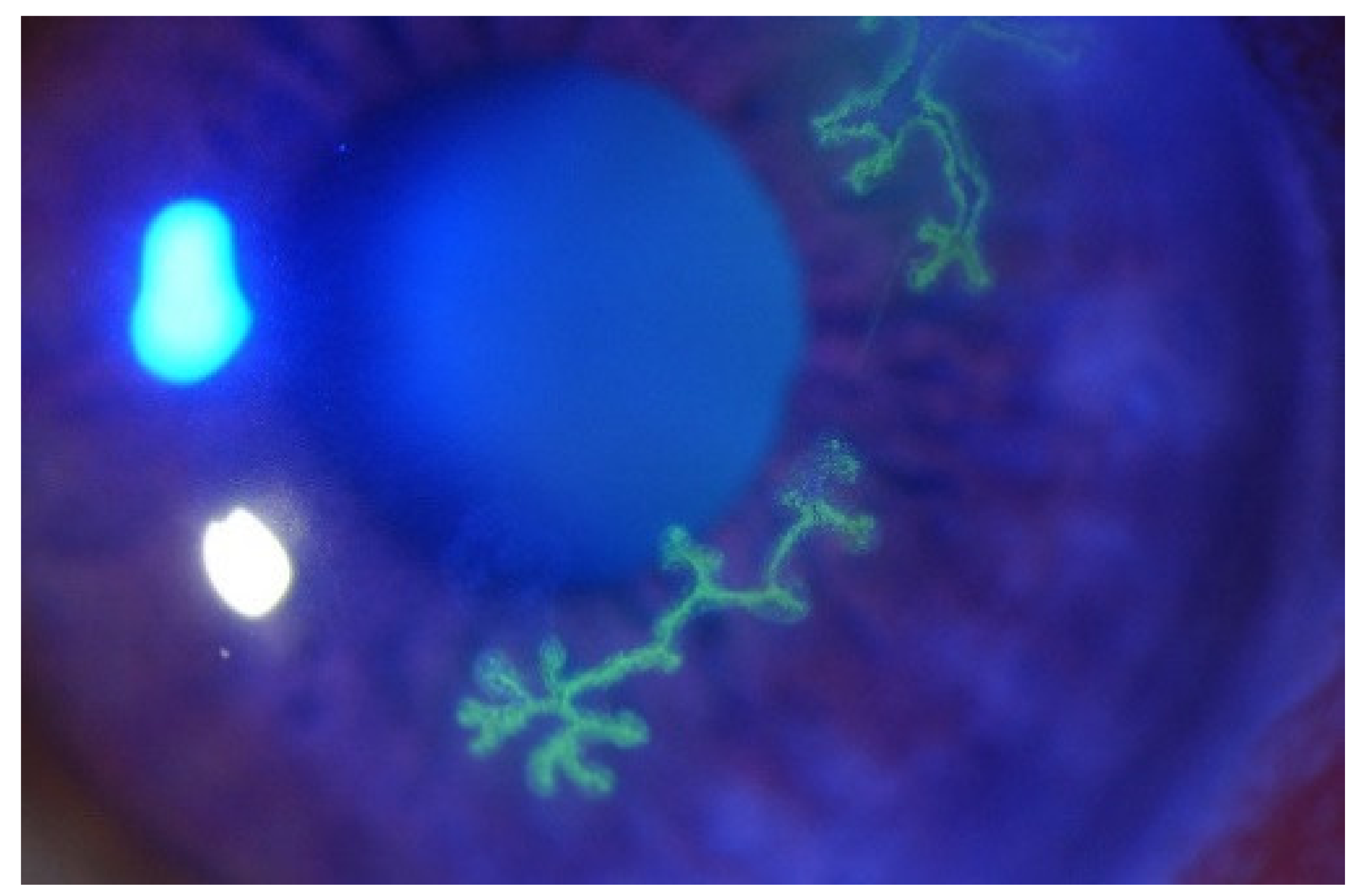 Viruses 13 01856 g001