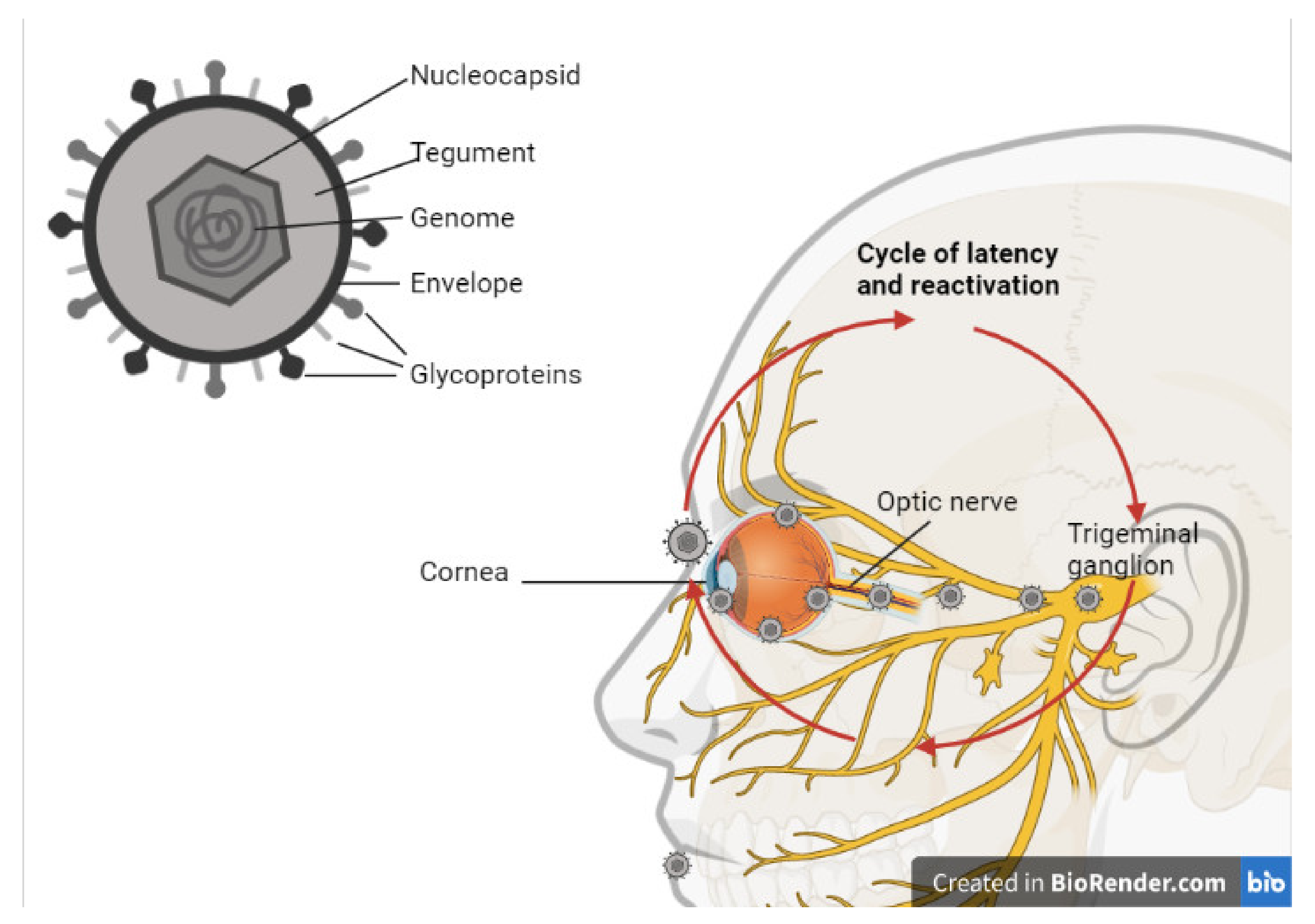Viruses 13 01856 g002