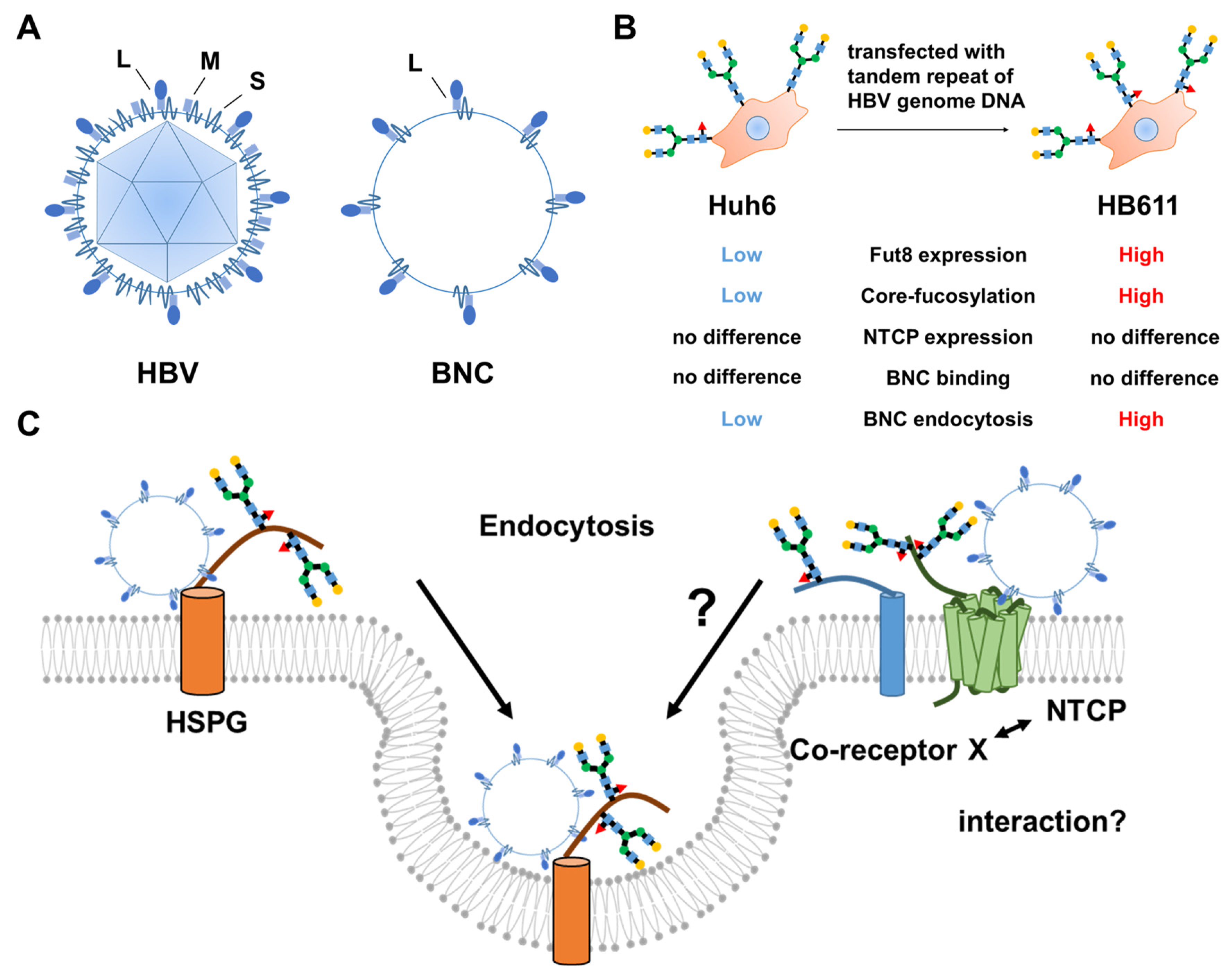 Viruses 13 01860 g002