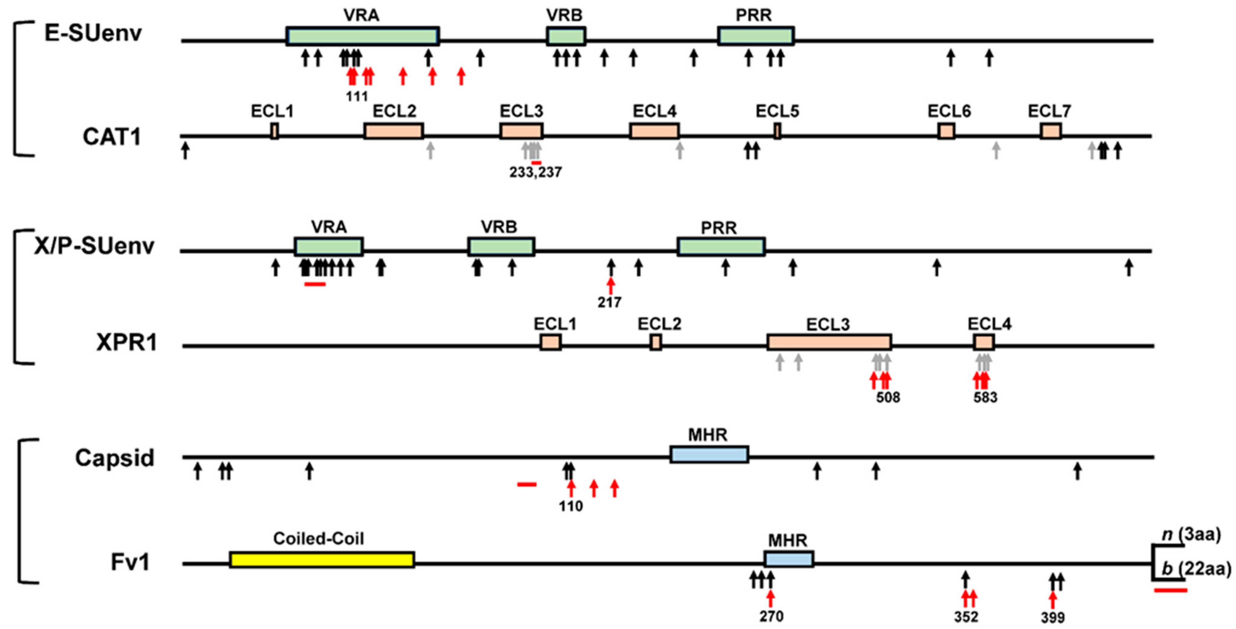 Viruses 13 01864 g004